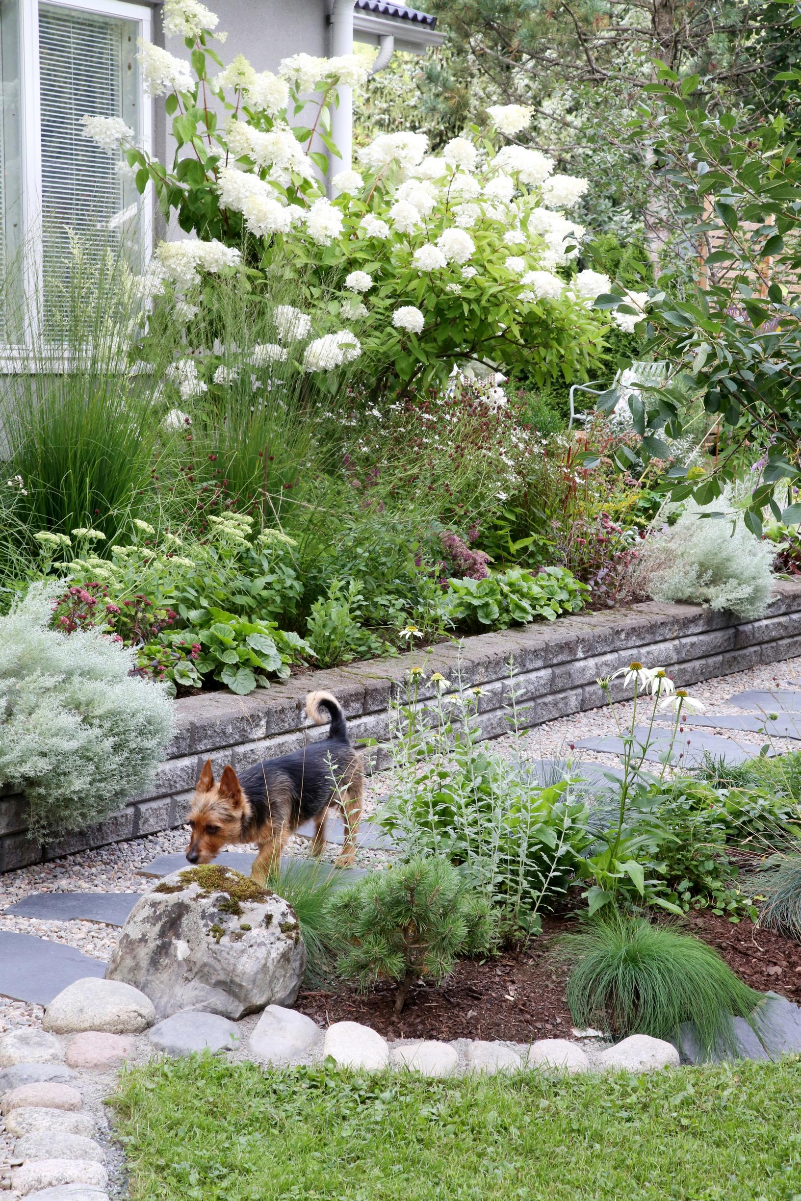 A dog-friendly yard