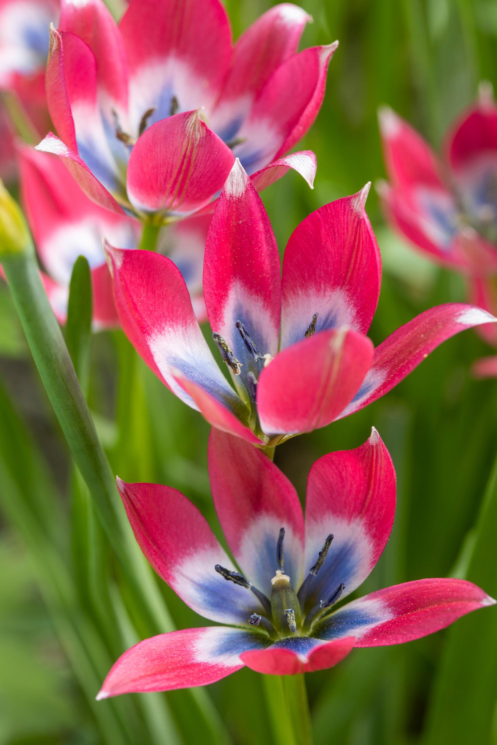 bulb flowers’ growing sites: star tulip