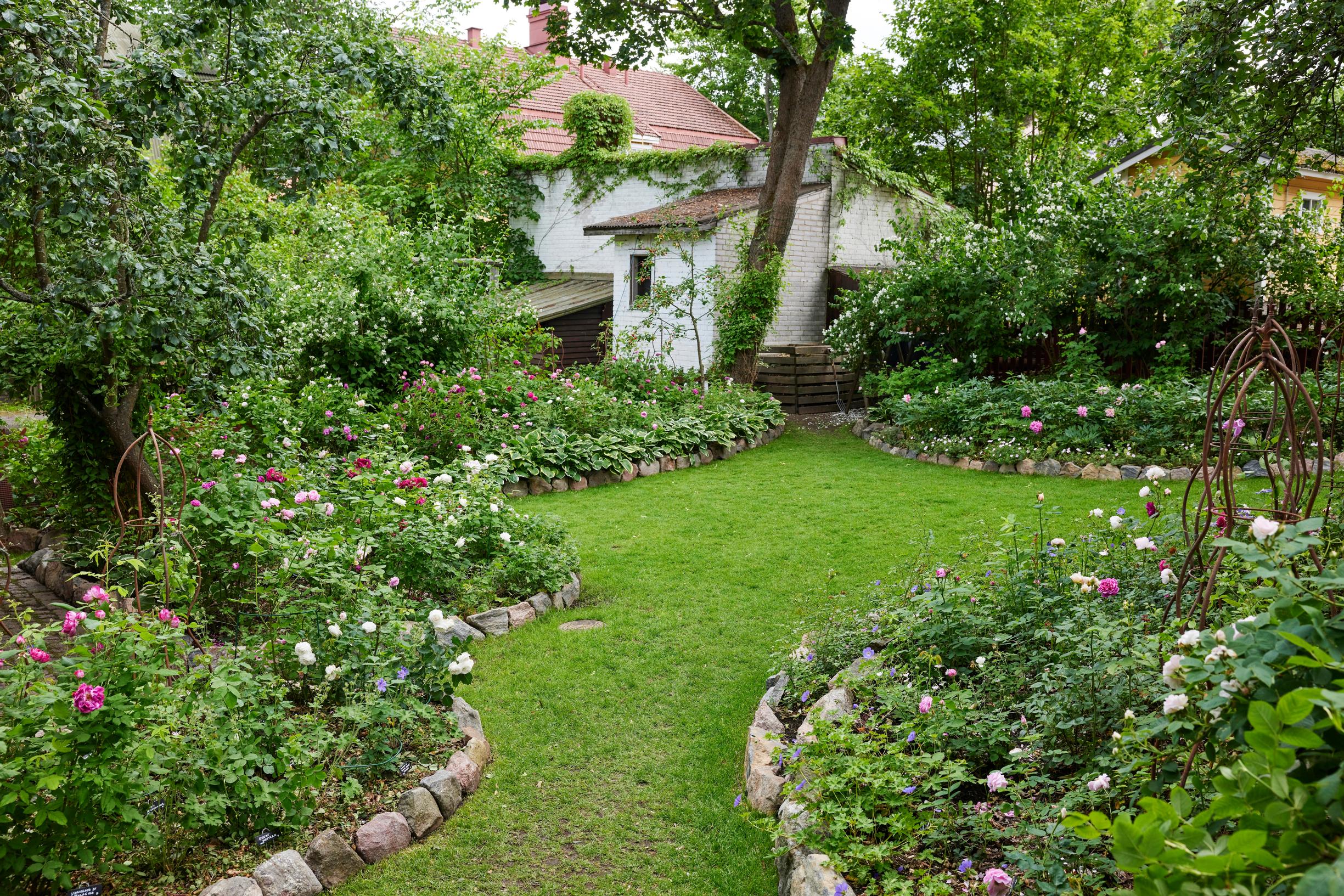 In the front beds, David Austin roses are in bloom, with historic roses behind them.
