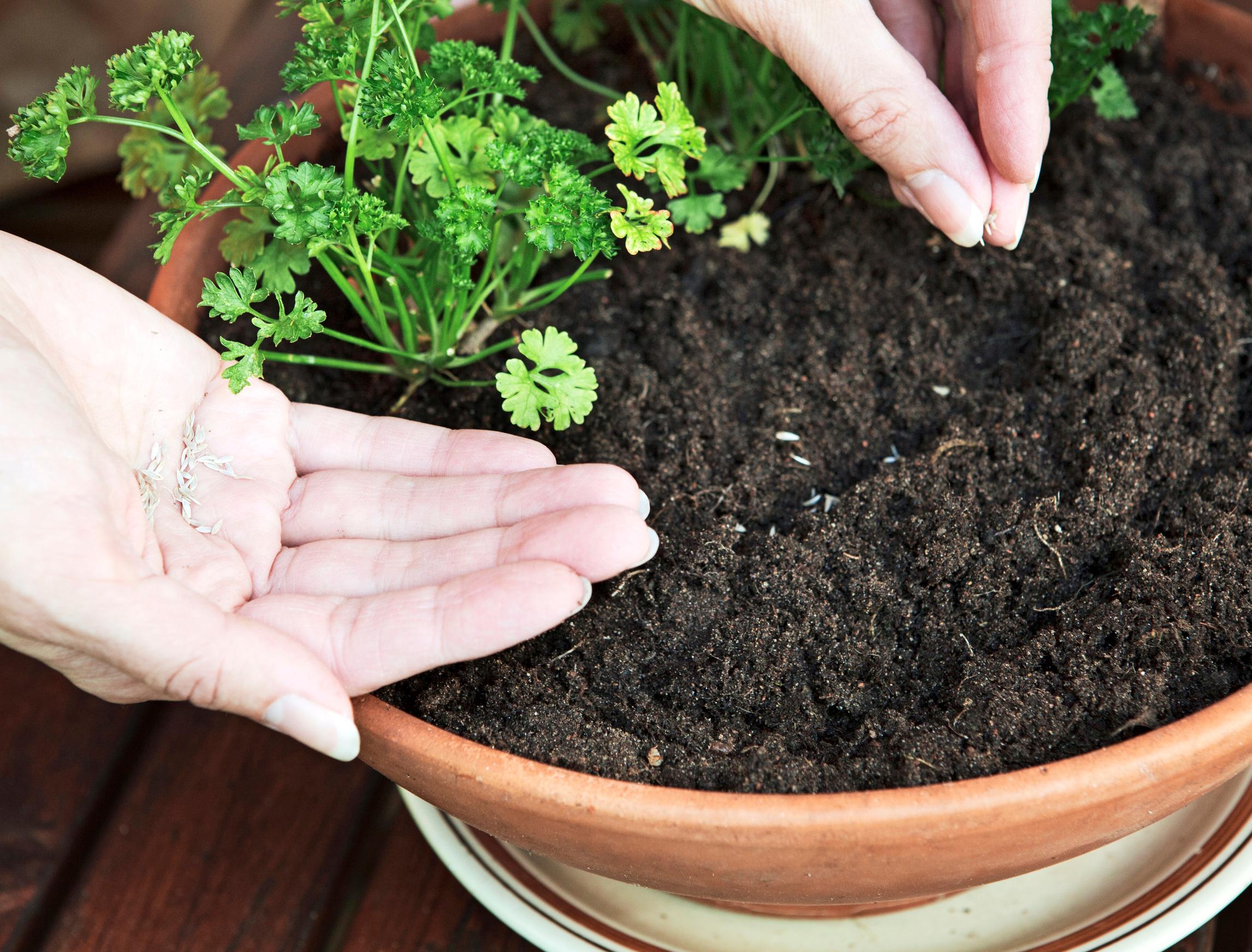Sowing parsley in a pot
