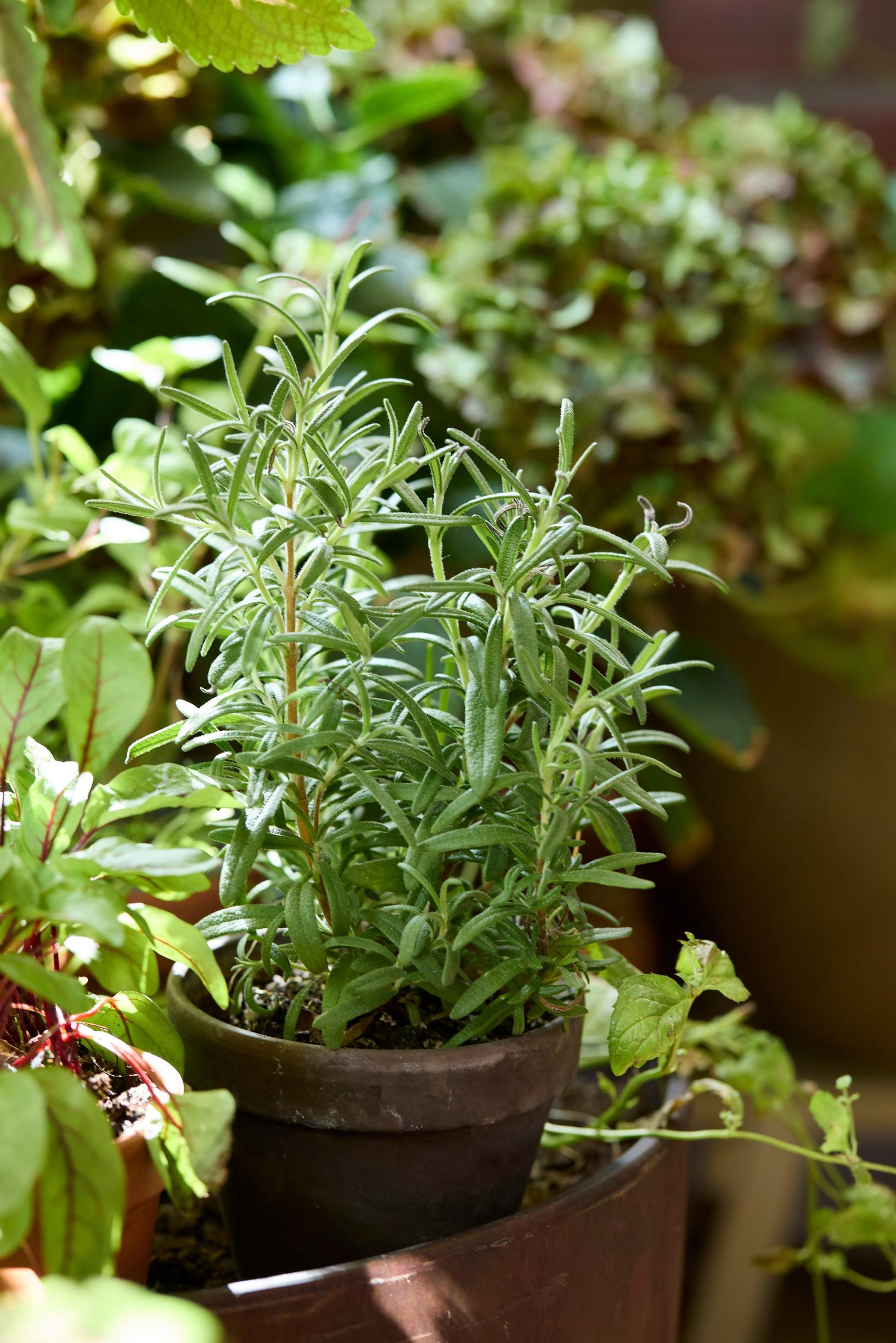 Rosemary