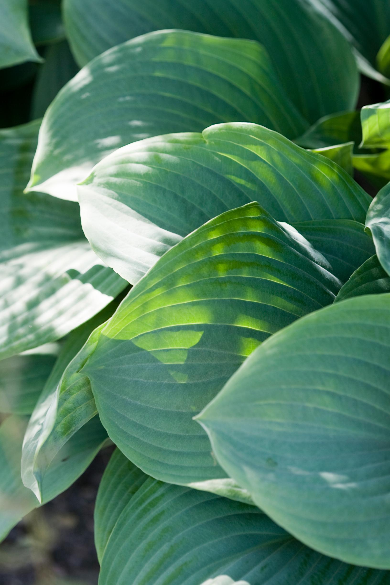 How to grow hosta: Blue giant hosta (Hosta sieboldiana ‘Elegans’)