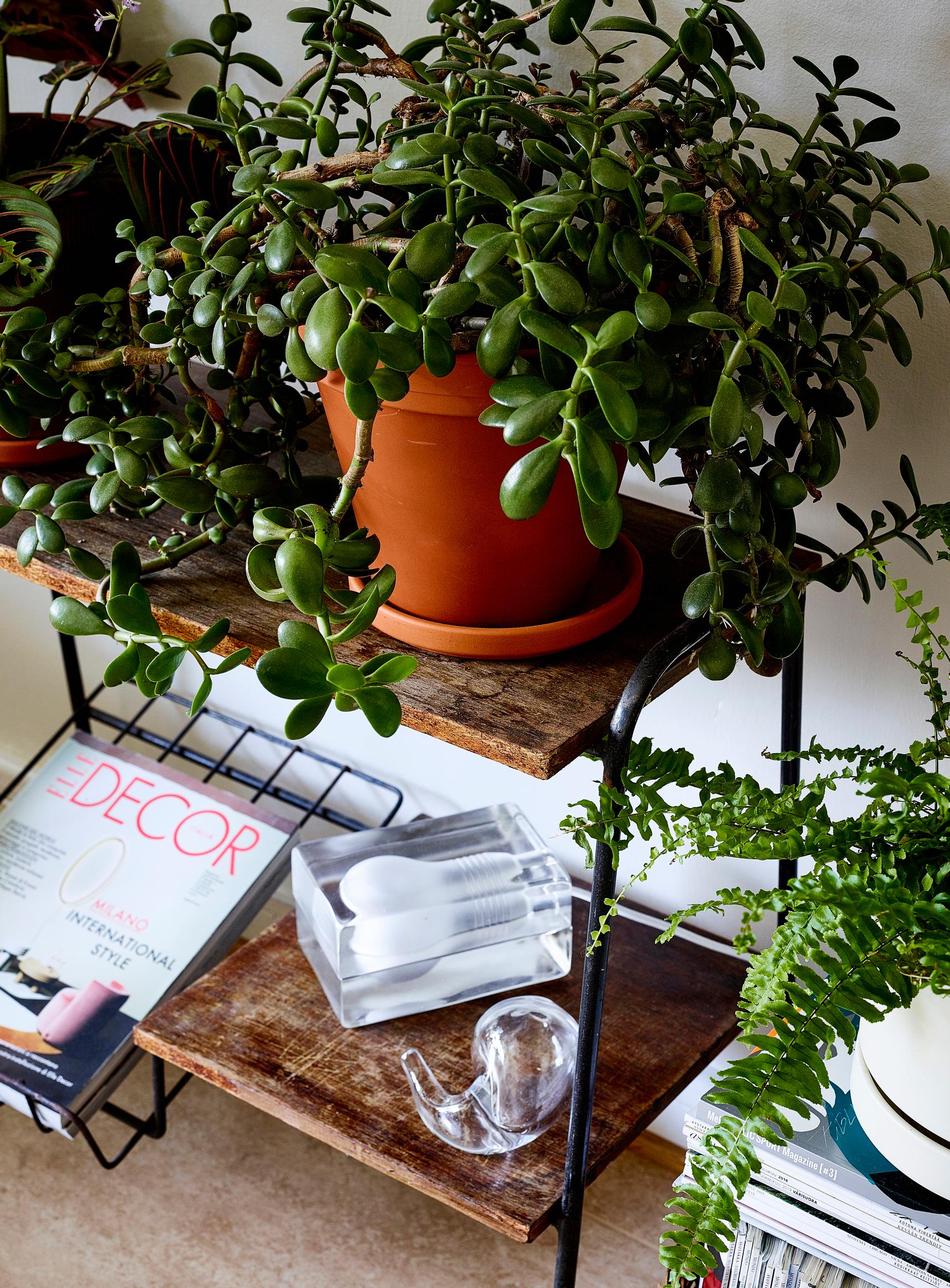 Jade plant care: a timeless houseplant favorite—here’s how to care for it