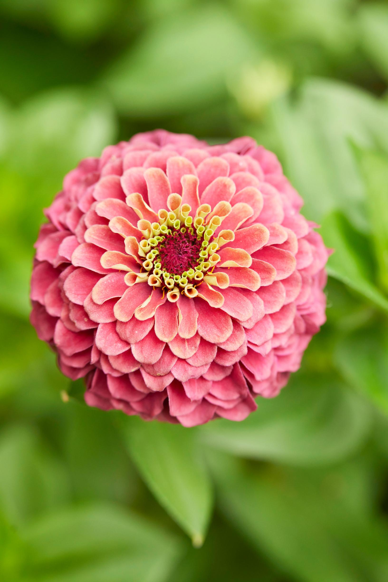 A zinnia flower.