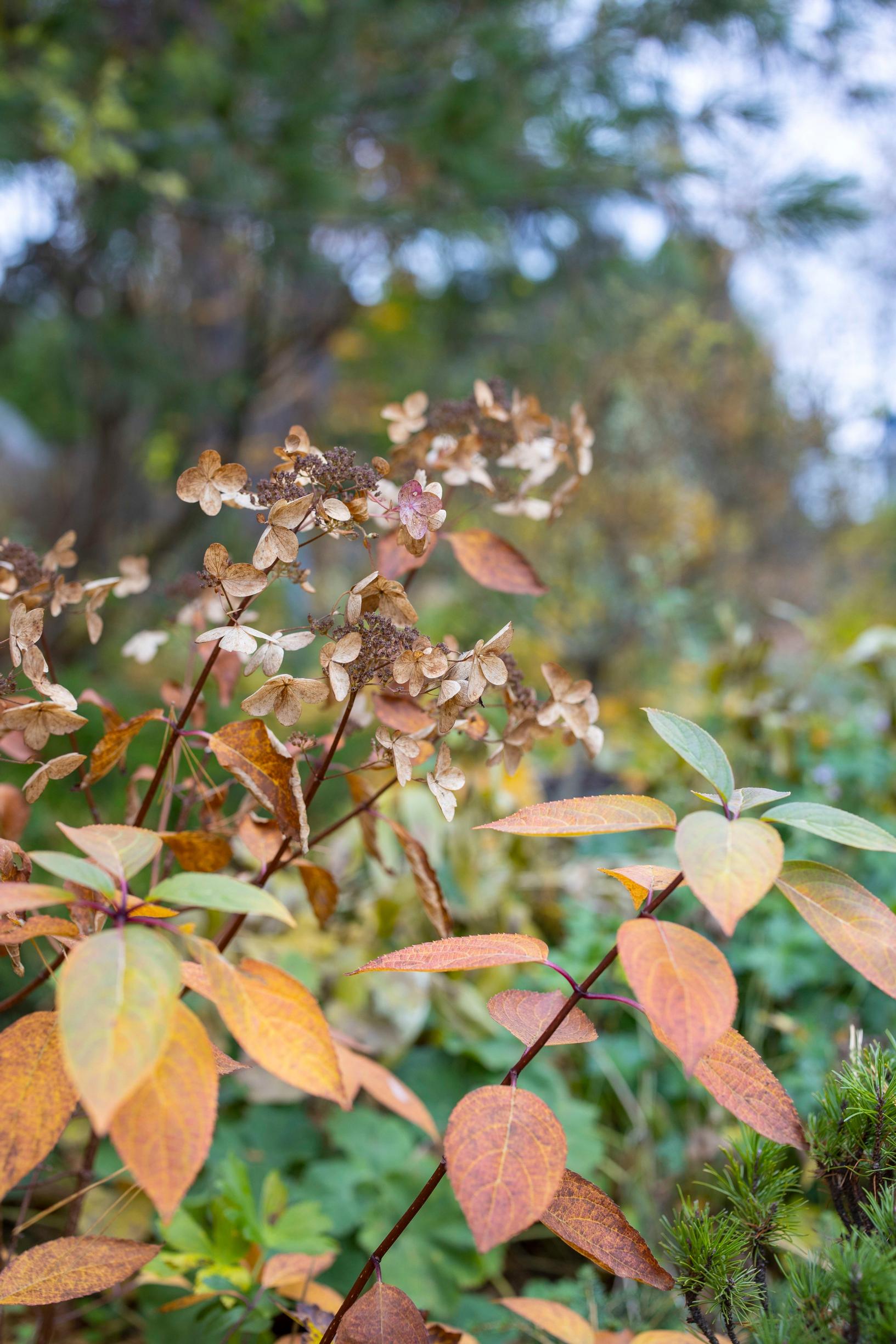 Panicle hydrangea ‘Wim’s Red’