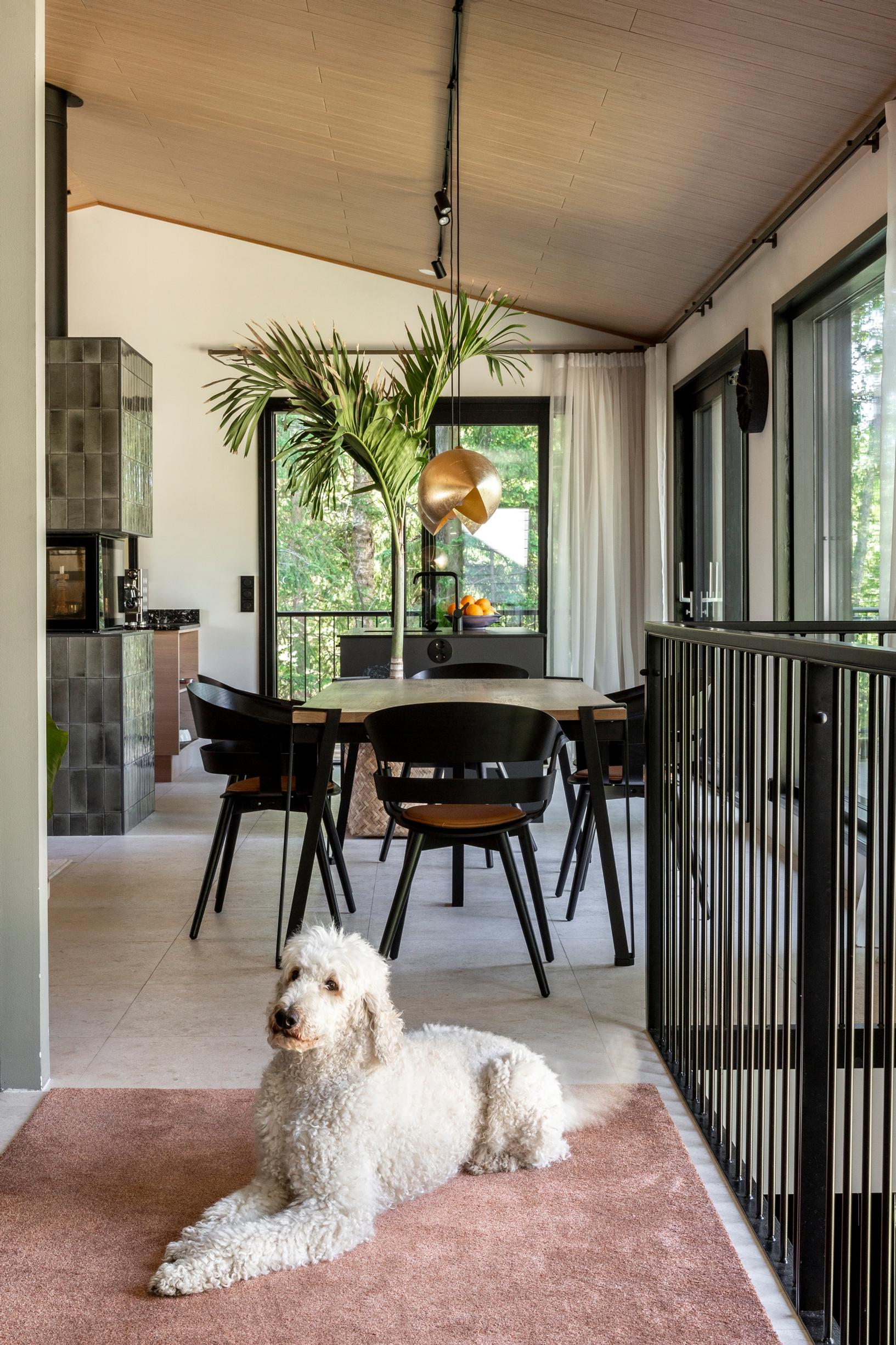 A dog in the spacious upstairs dining area.