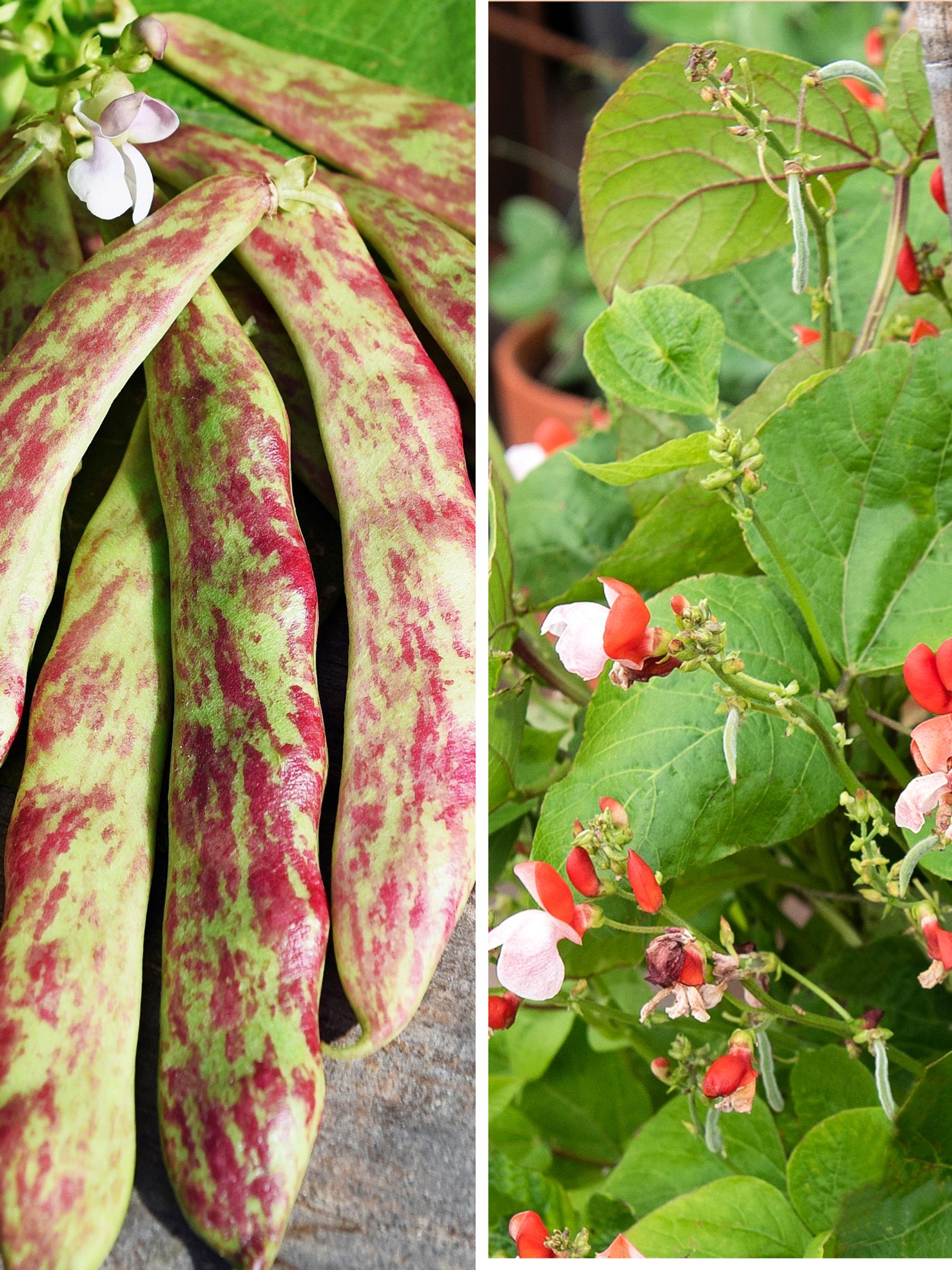  Cool beans! We picked the best bean varieties for both classic and container gardening