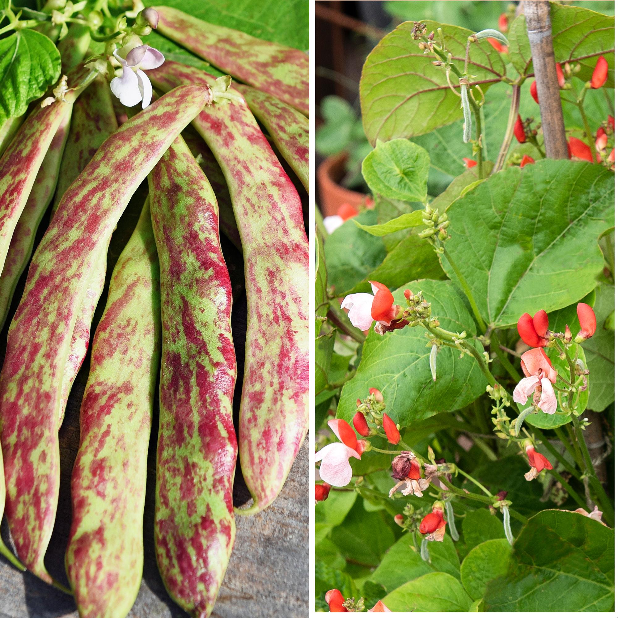  Cool beans! We picked the best bean varieties for both classic and container gardening