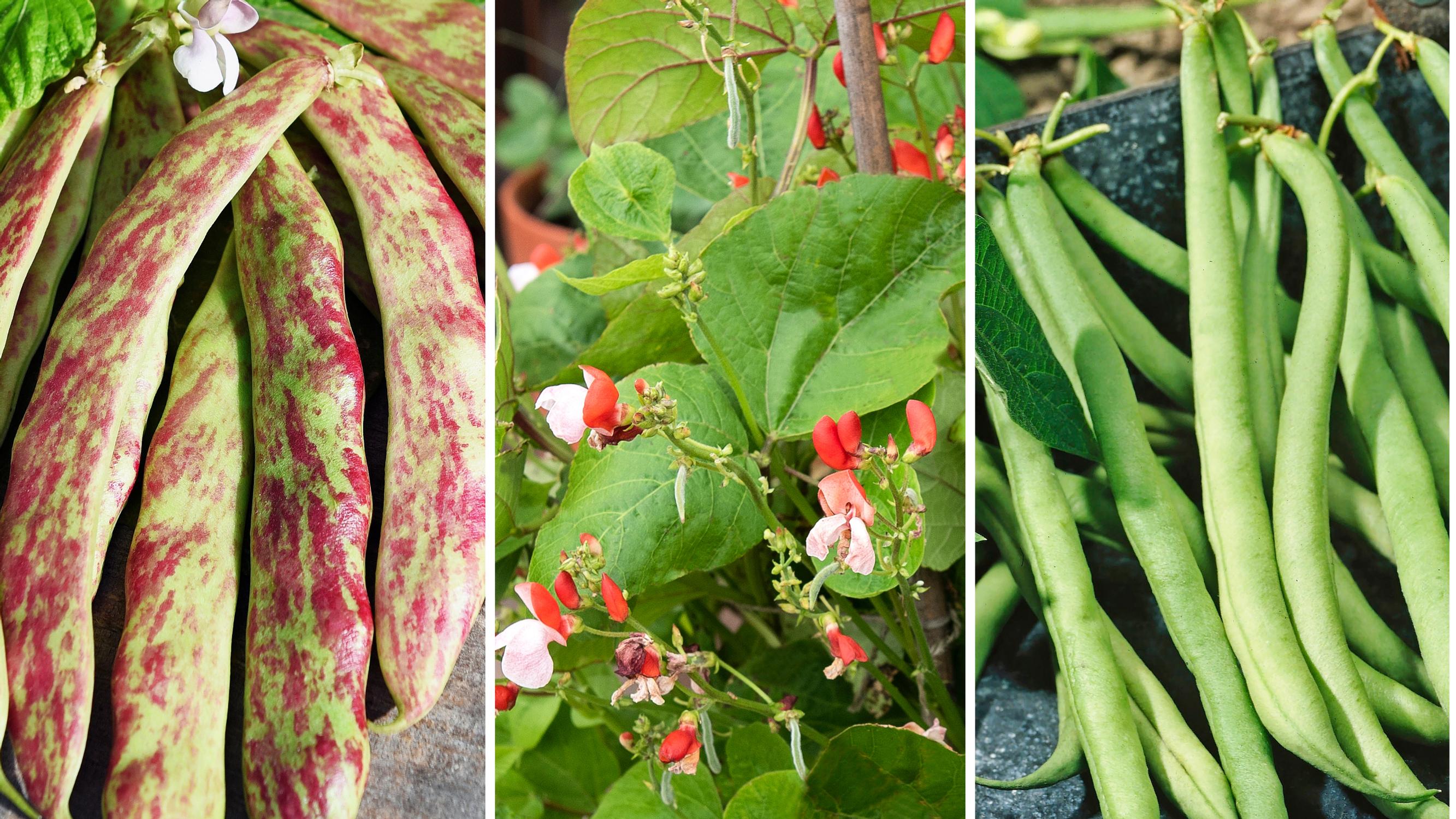  Cool beans! We picked the best bean varieties for both classic and container gardening
