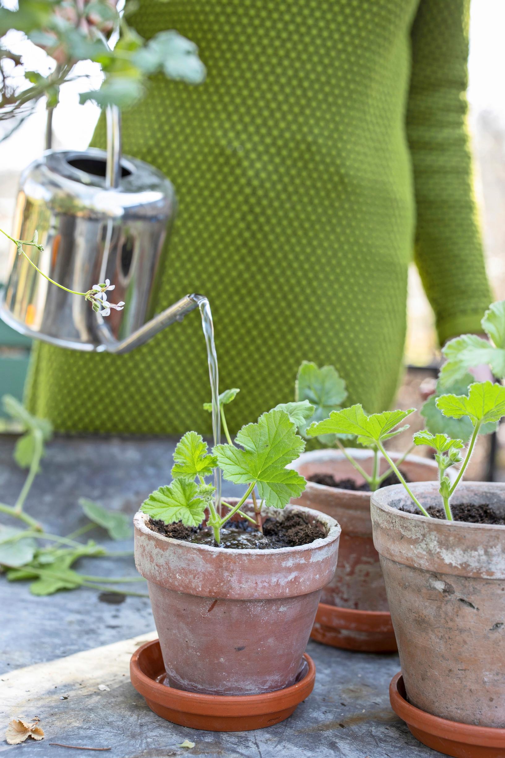 Watering a pelargonium with a watering can.