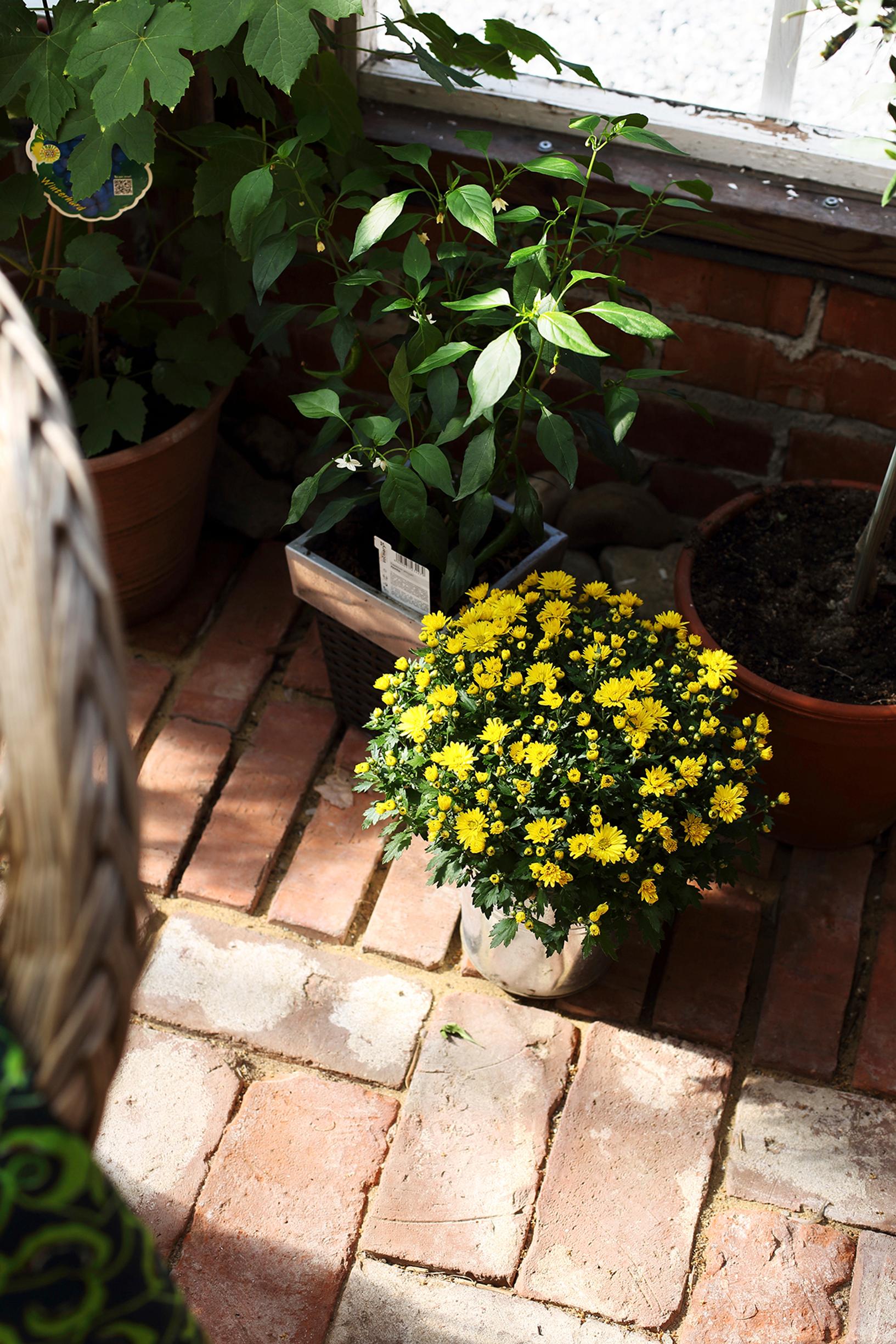 yellow chrysanthemum in a pot