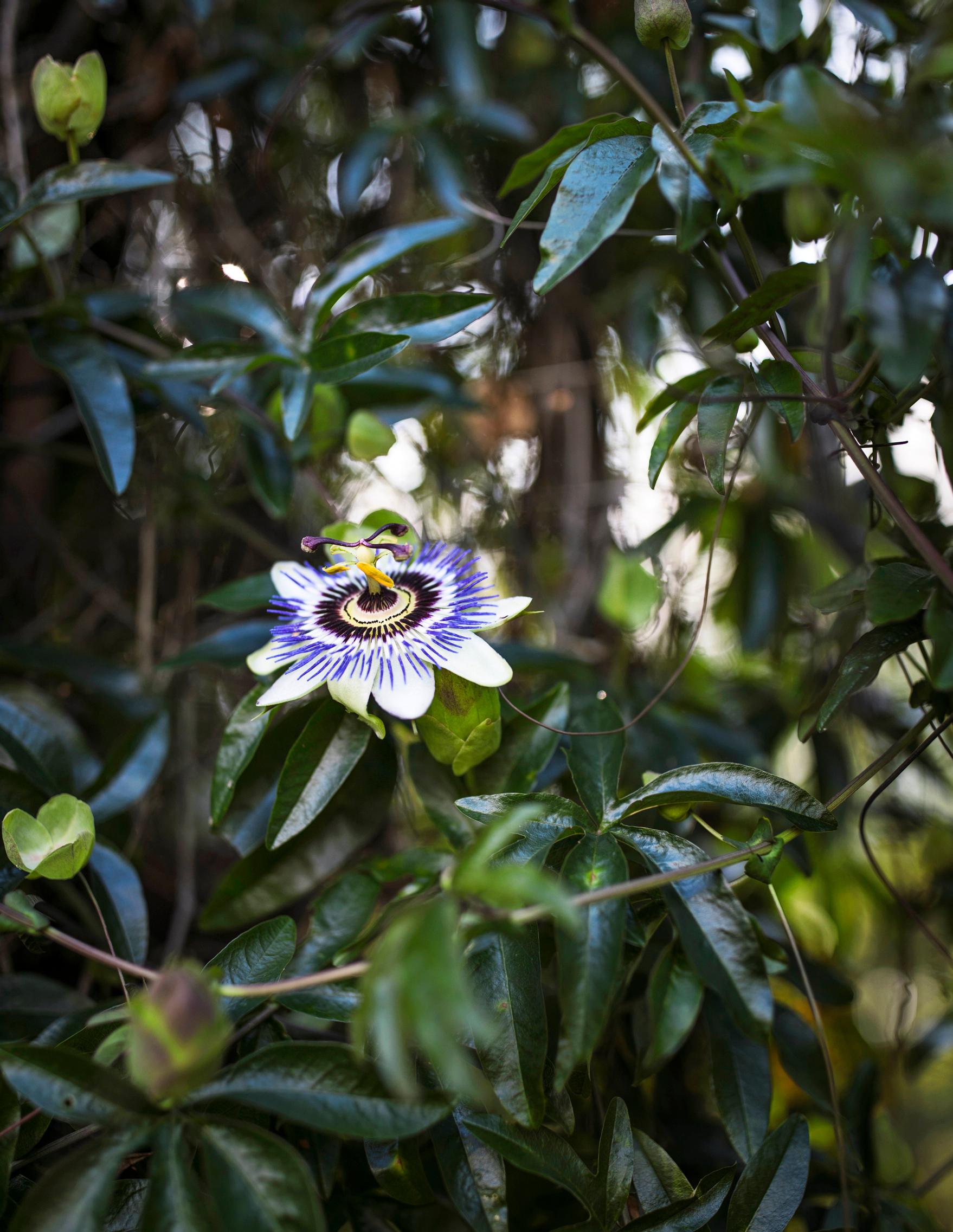 Common passionflower