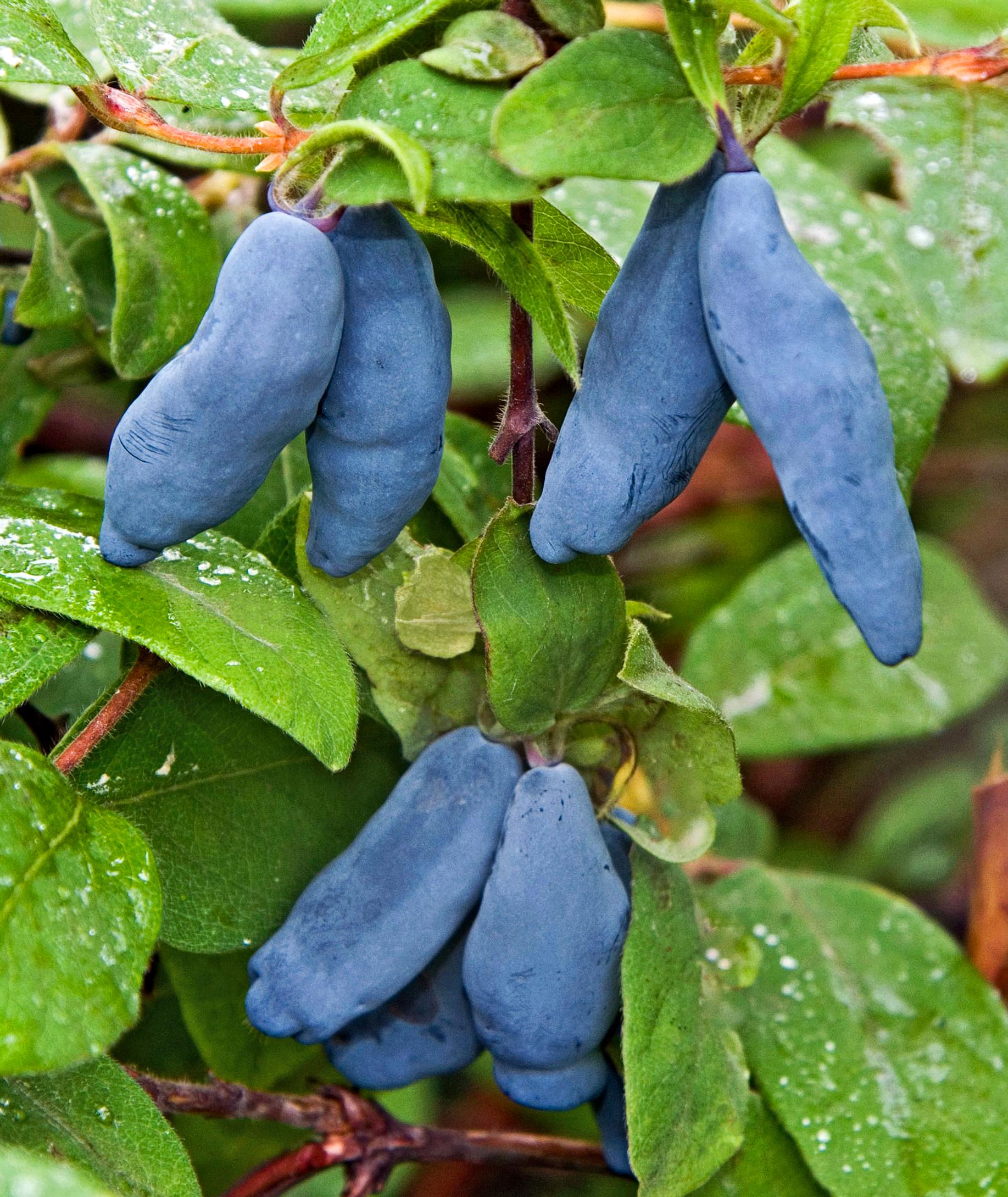 Honeyberry—also called sweetberry honeysuckle—’Vostorg’.