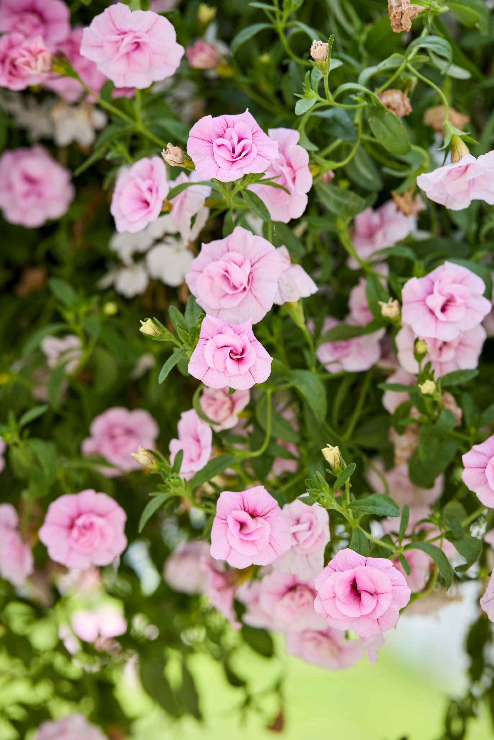 summer-flower hanging baskets: small petunia
