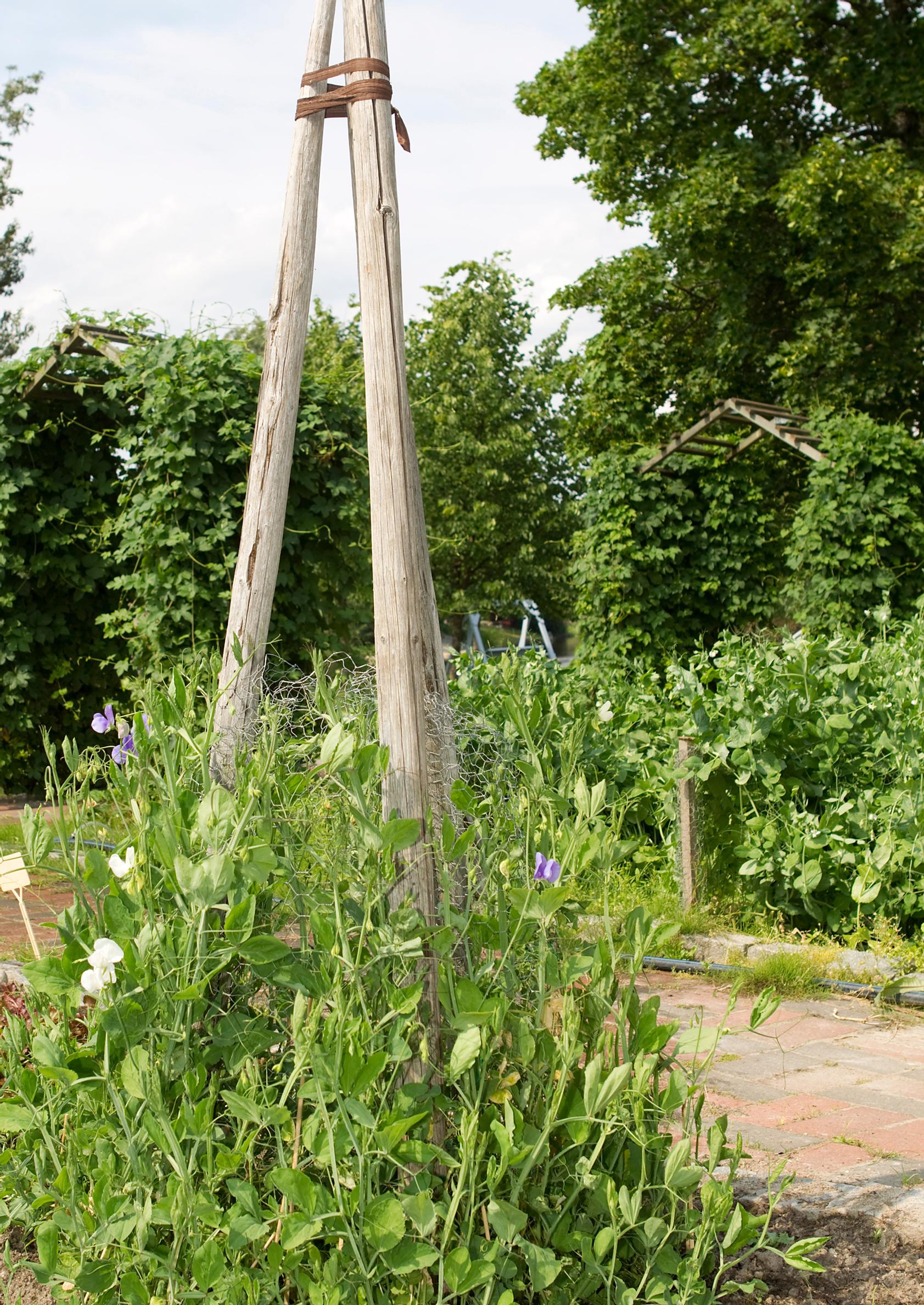 Support for climbing plants: Vine support made from hay poles