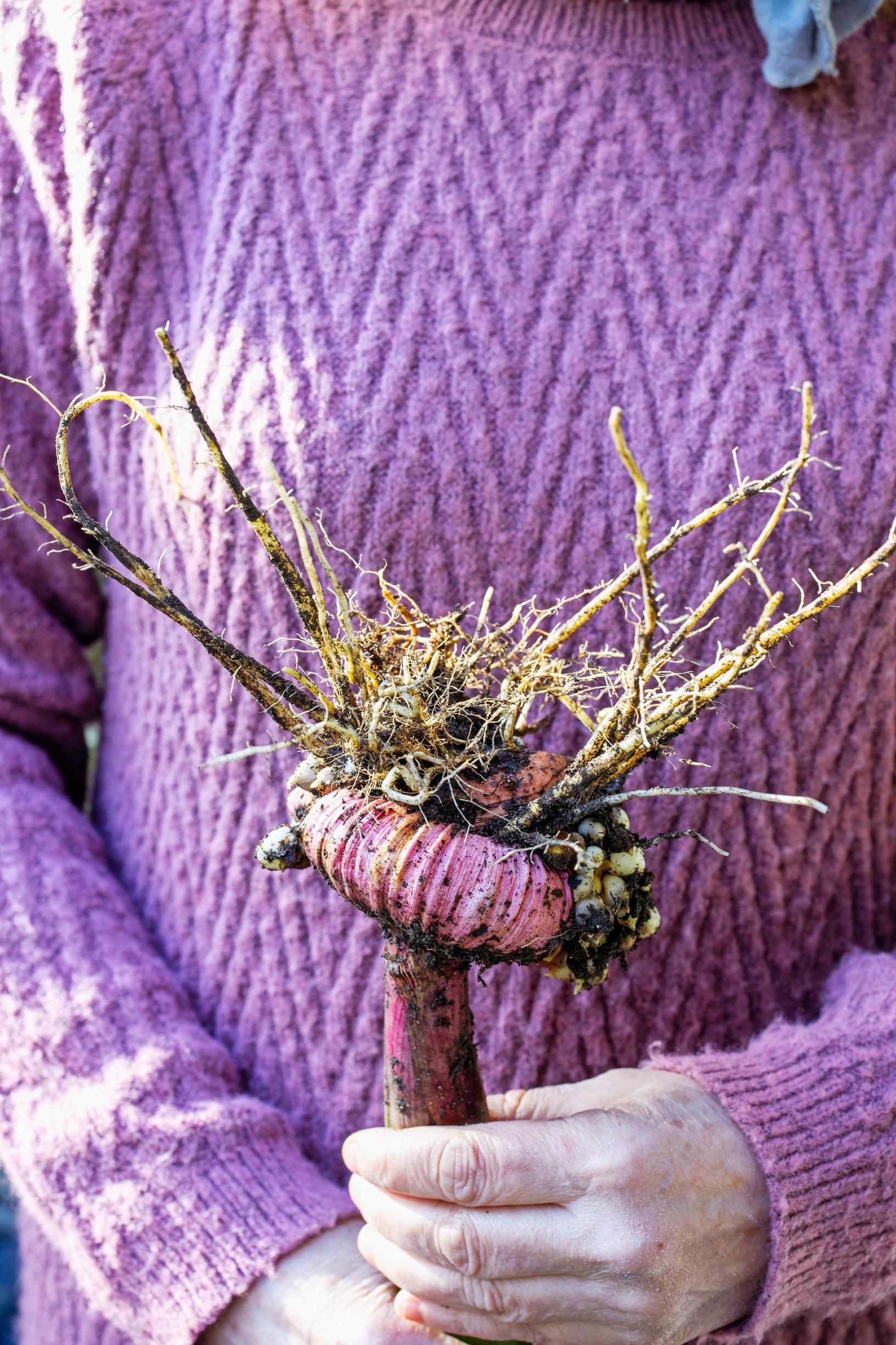 Overwintering gladiolus corms