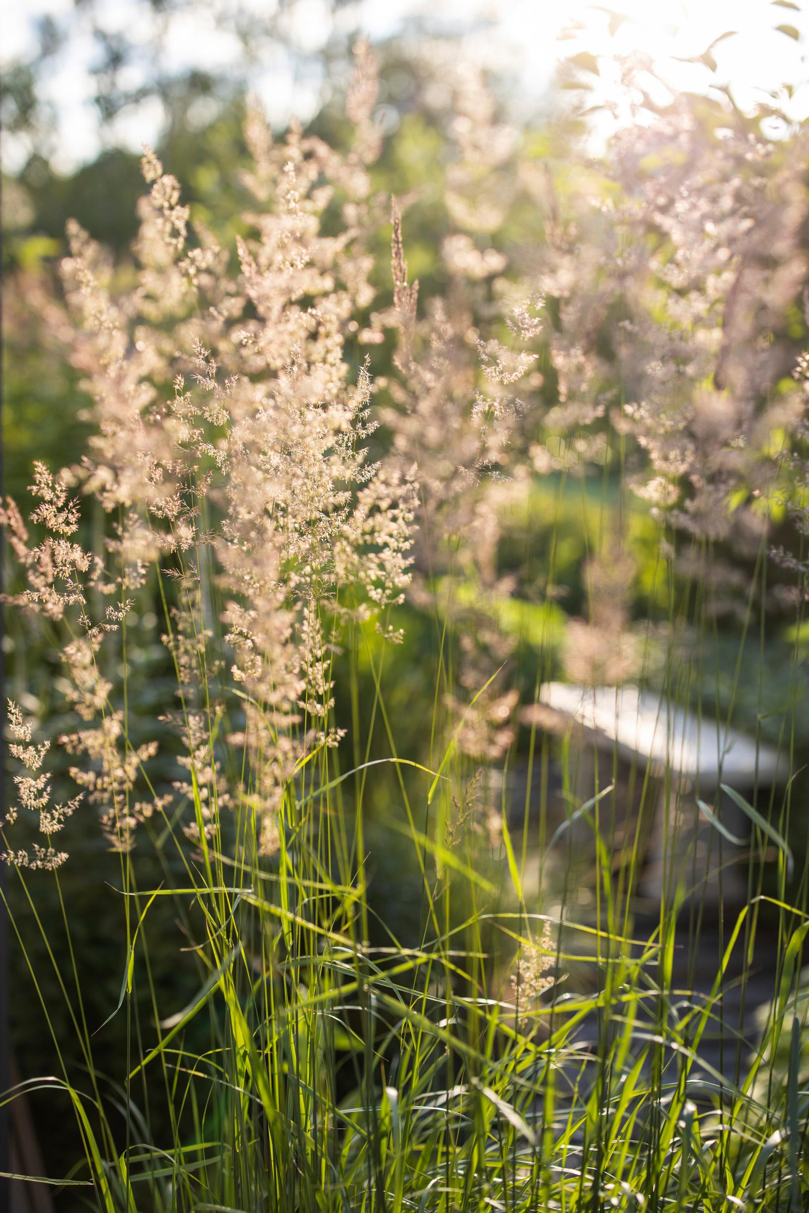 ornamental grass