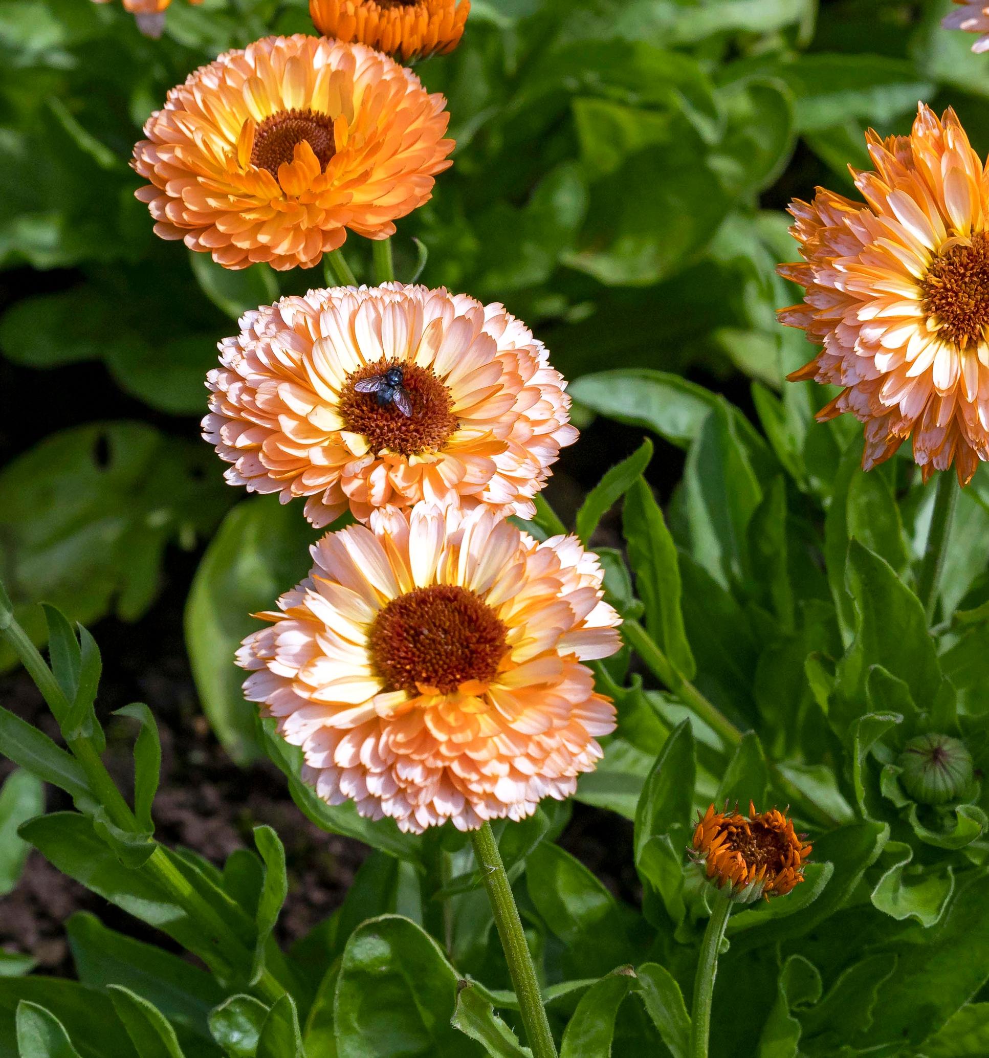 Calendula officinalis ’Pink Surprise’