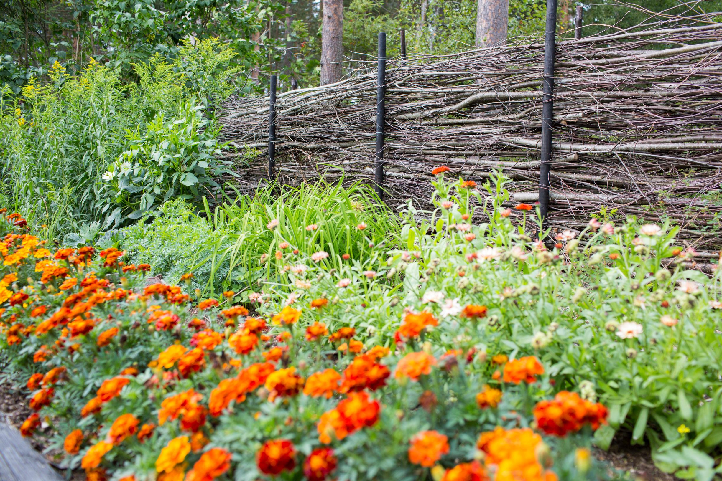A branch fence and marigolds