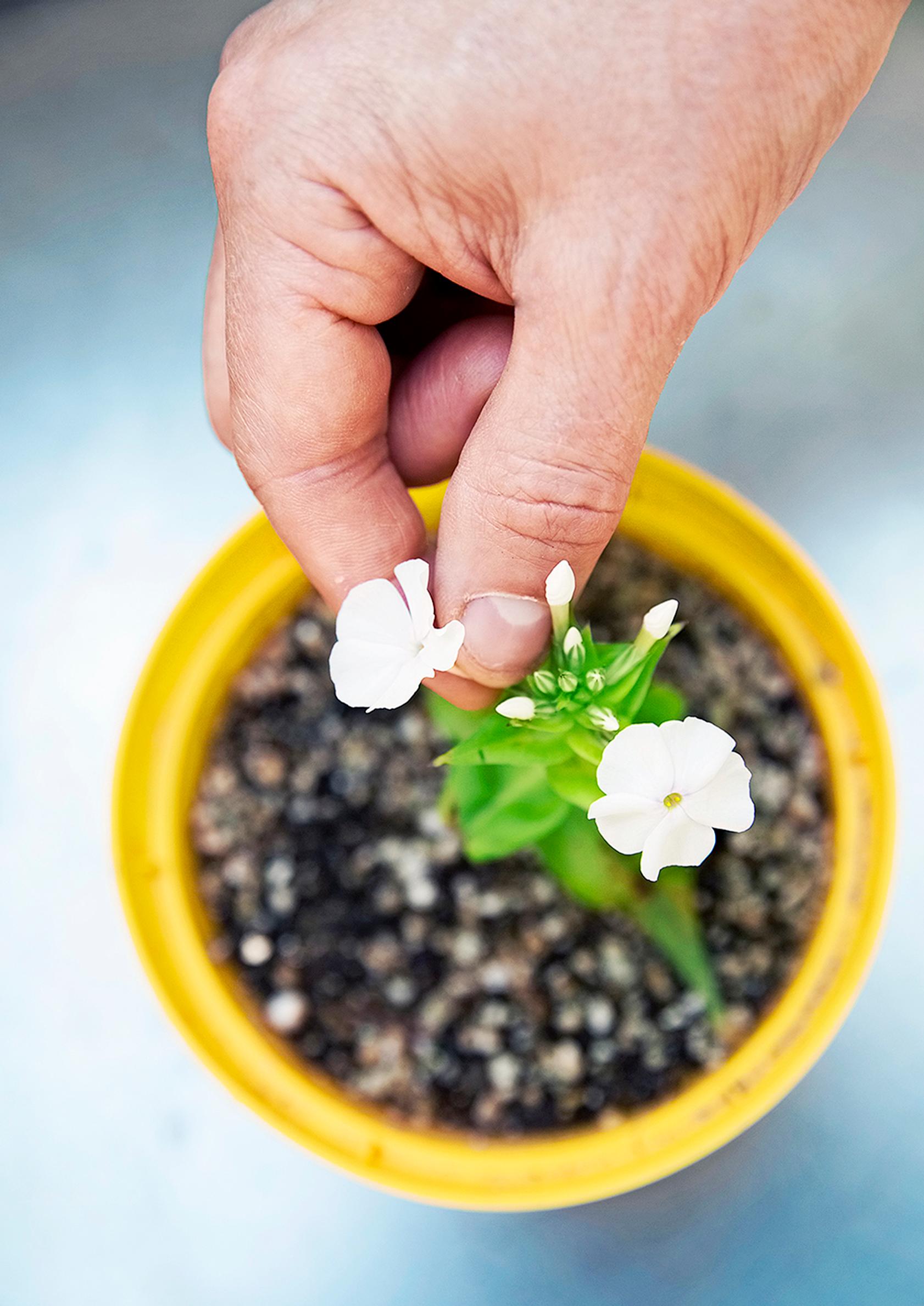 Propagating perennials from cuttings