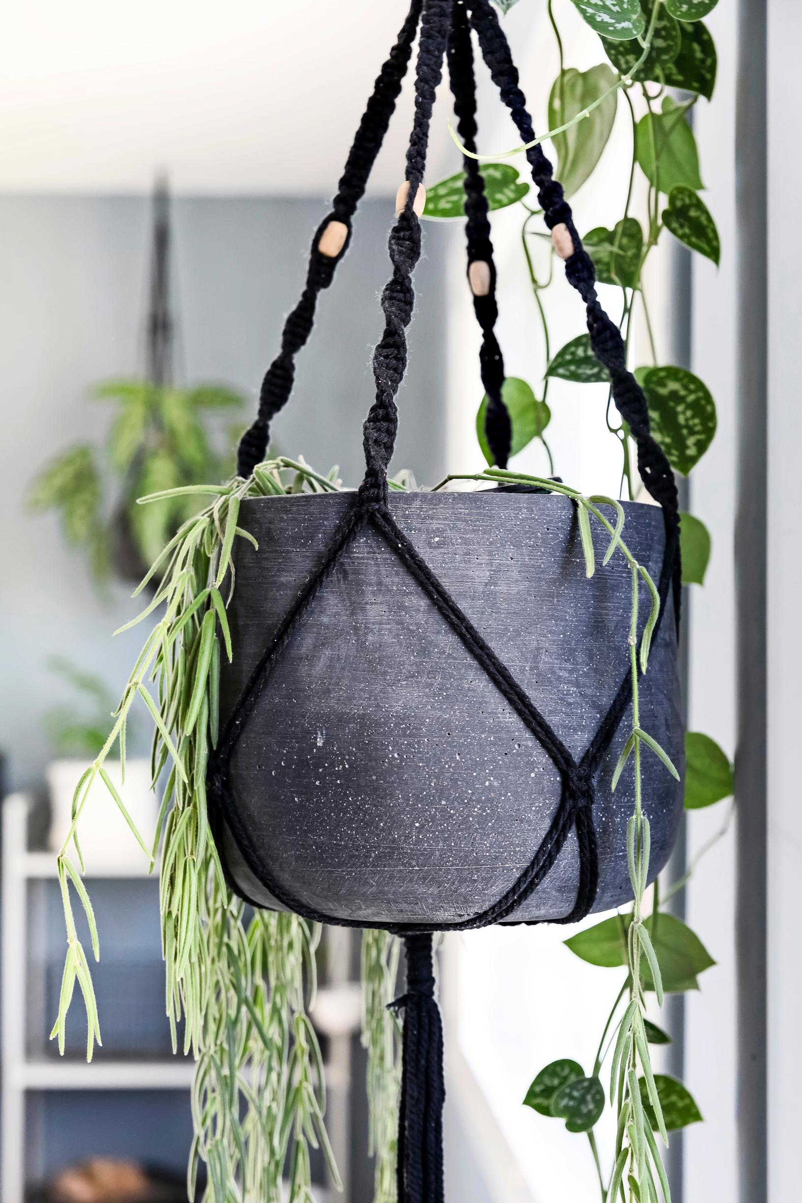 Arranging plants indoors: climbing plant in a macrame hanger
