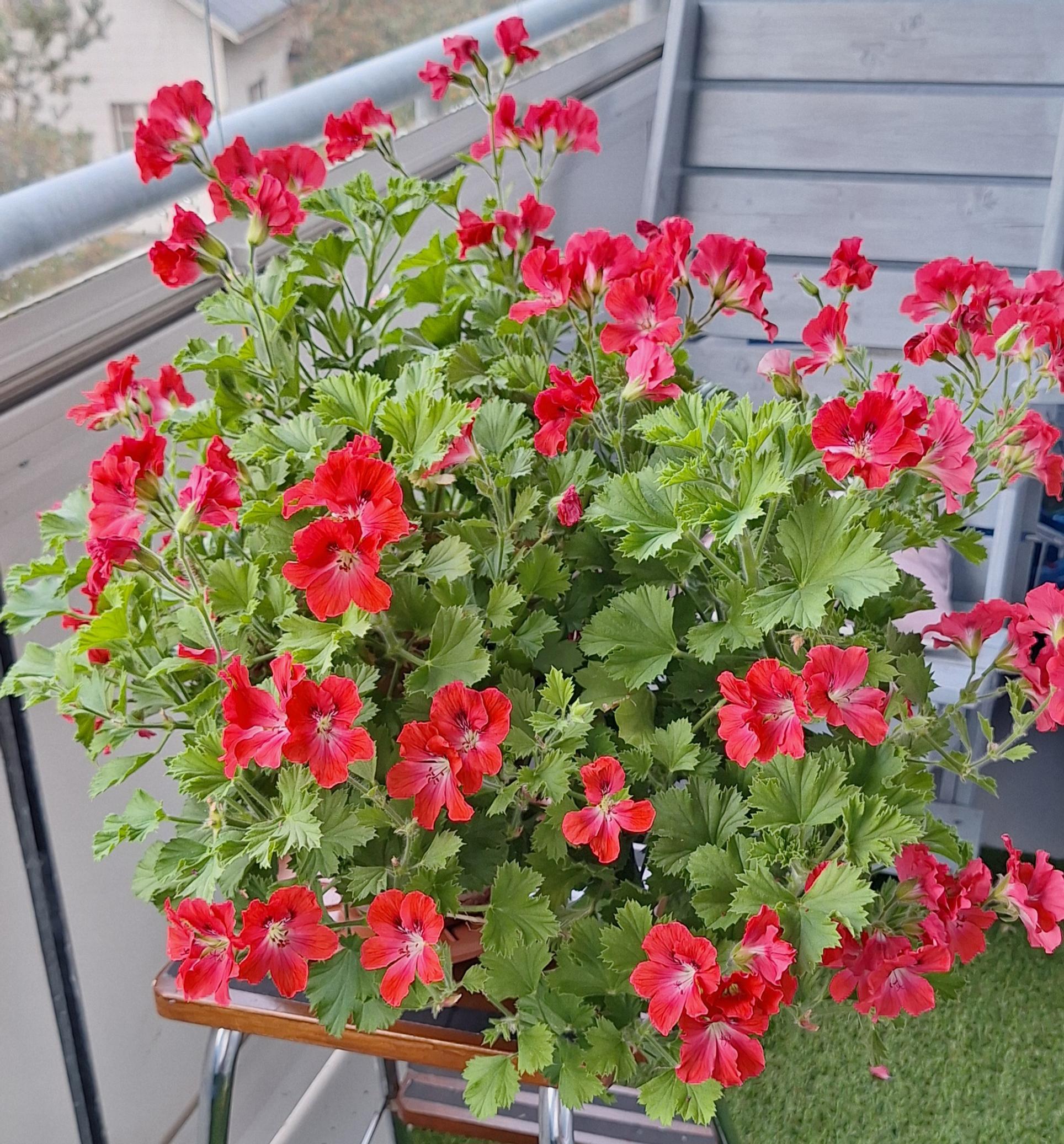 red geranium