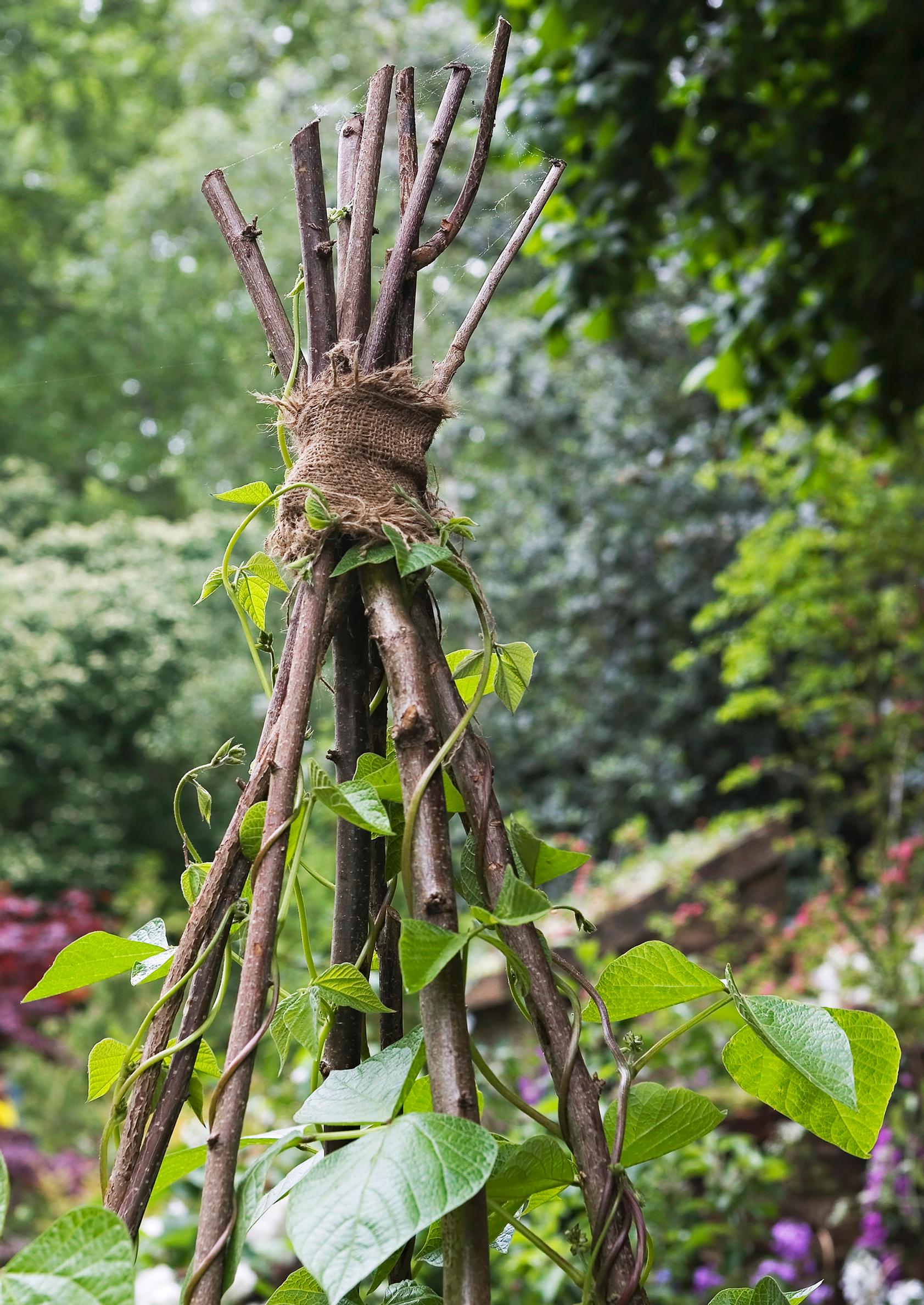 Growing beans along climbing supports