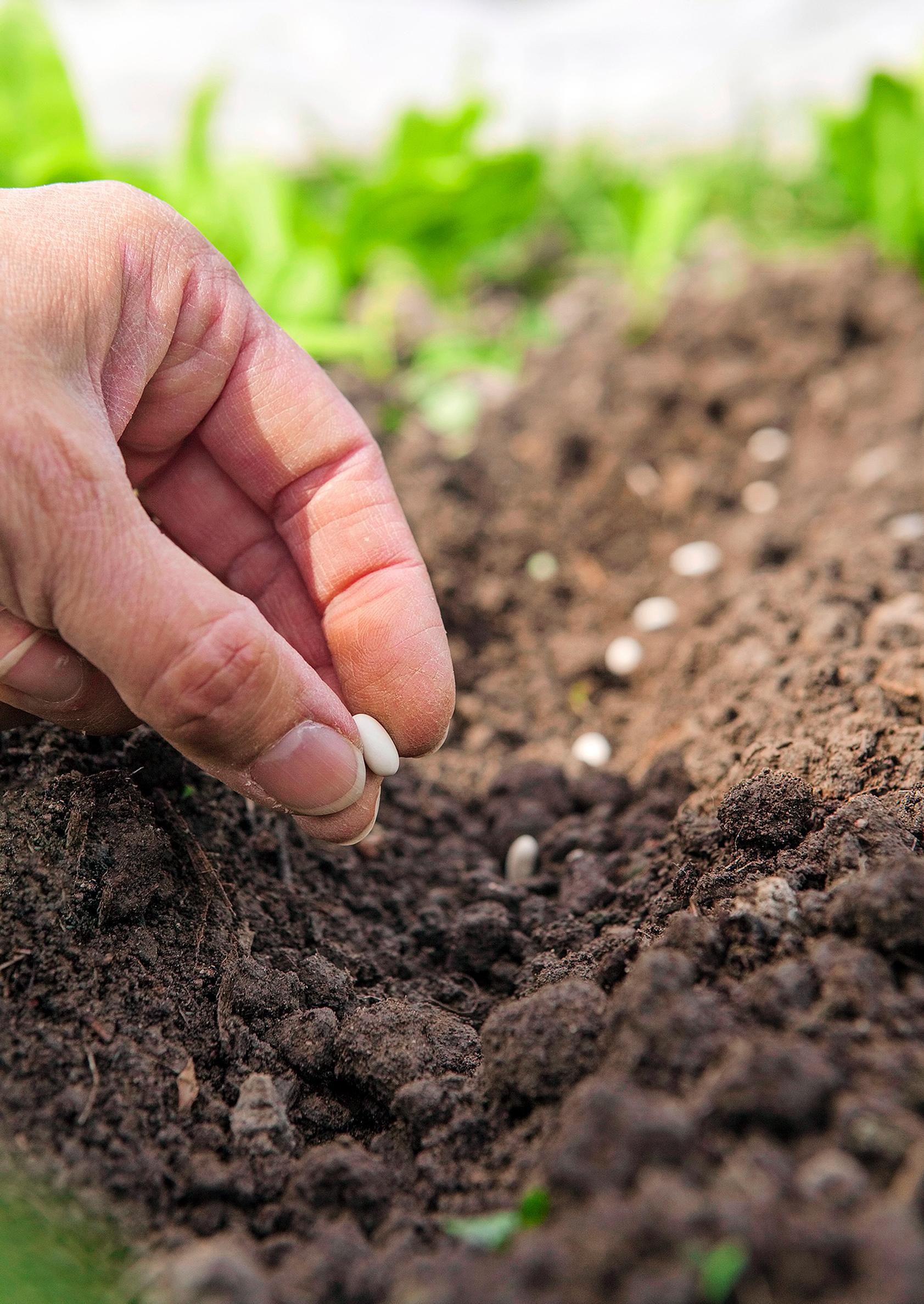 Planting wax beans