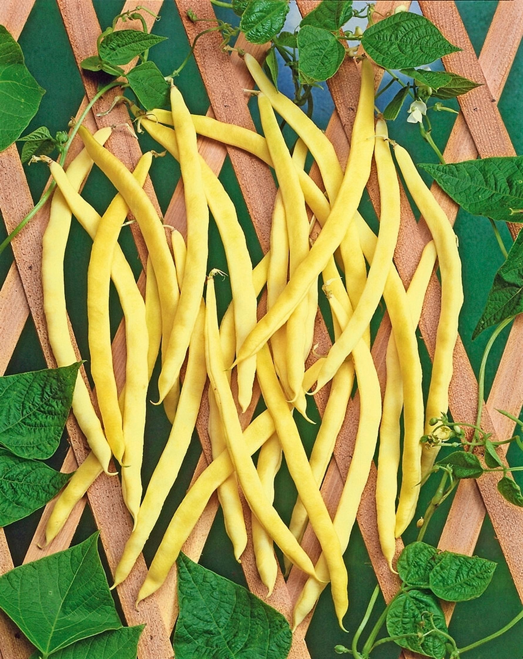 Bean varieties: pole bean ’Neckargold’