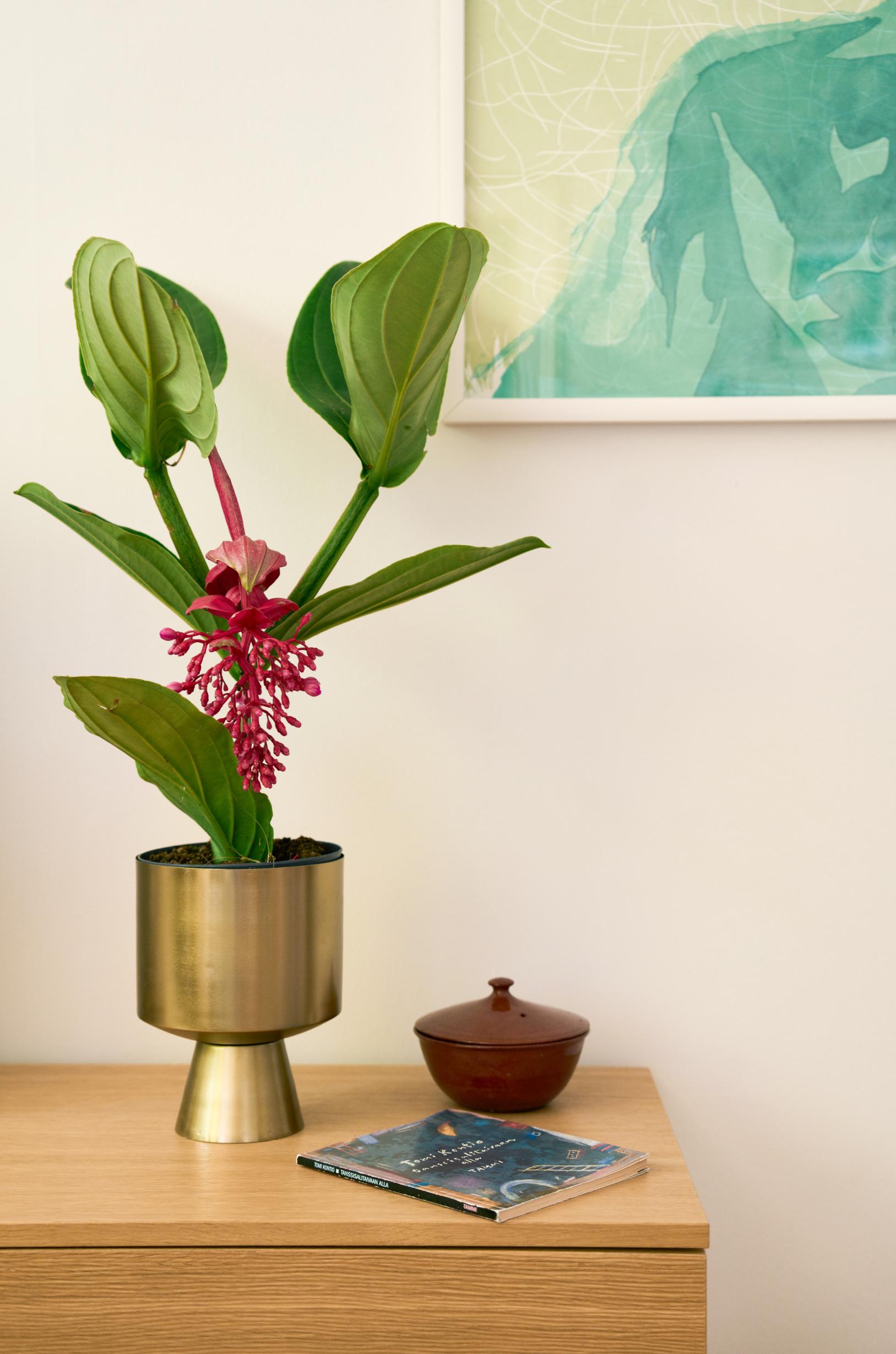 Photo of a medinilla houseplant