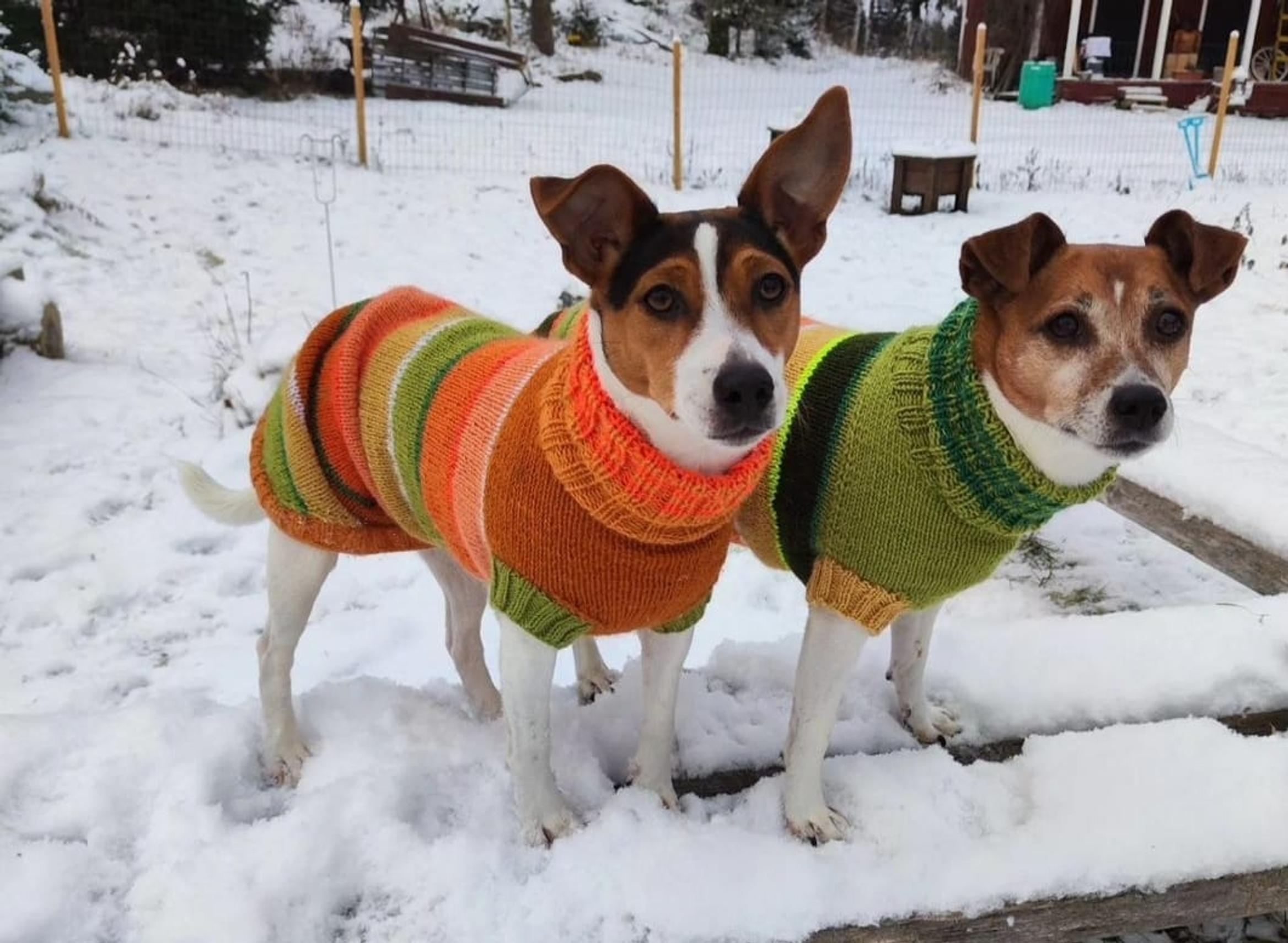 Two dogs both wearing striped sweaters.