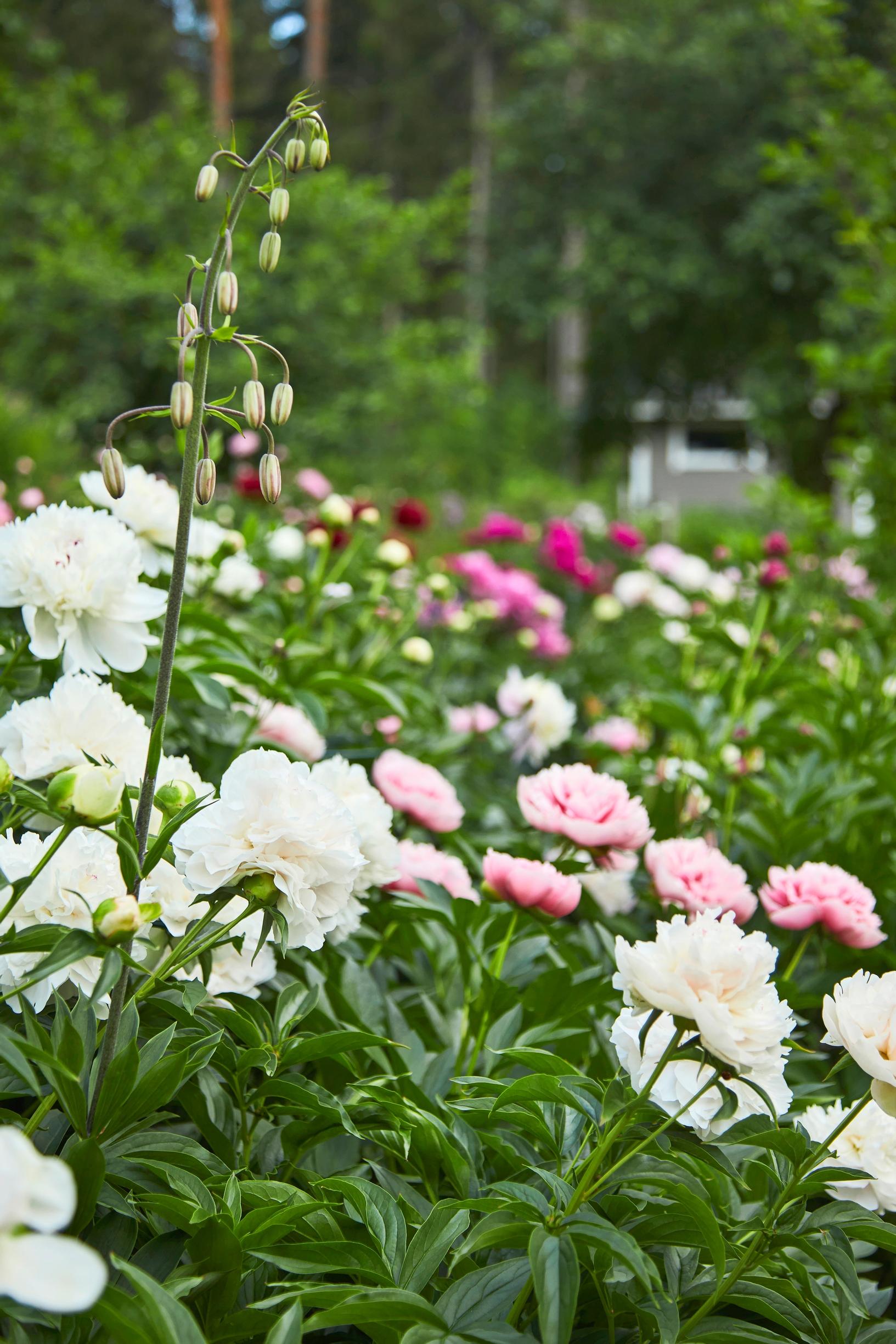 Martagon lilies from her grandparents’ era still pop up here and there.