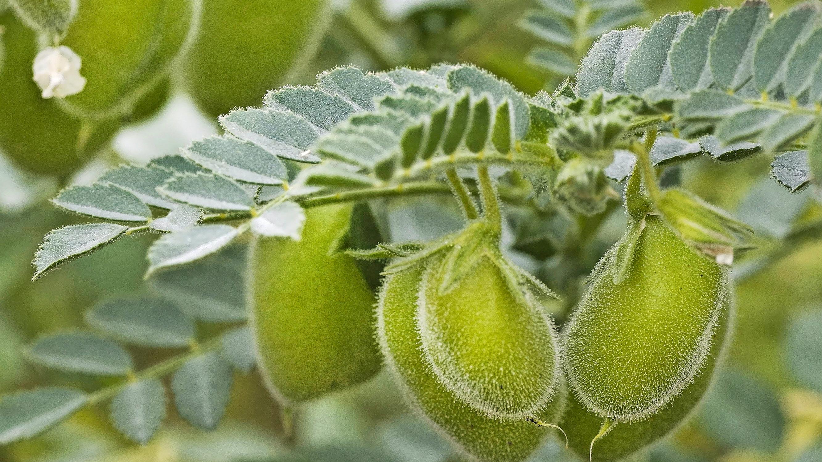 Try growing your own chickpeas! They’re especially juicy when harvested while still immature