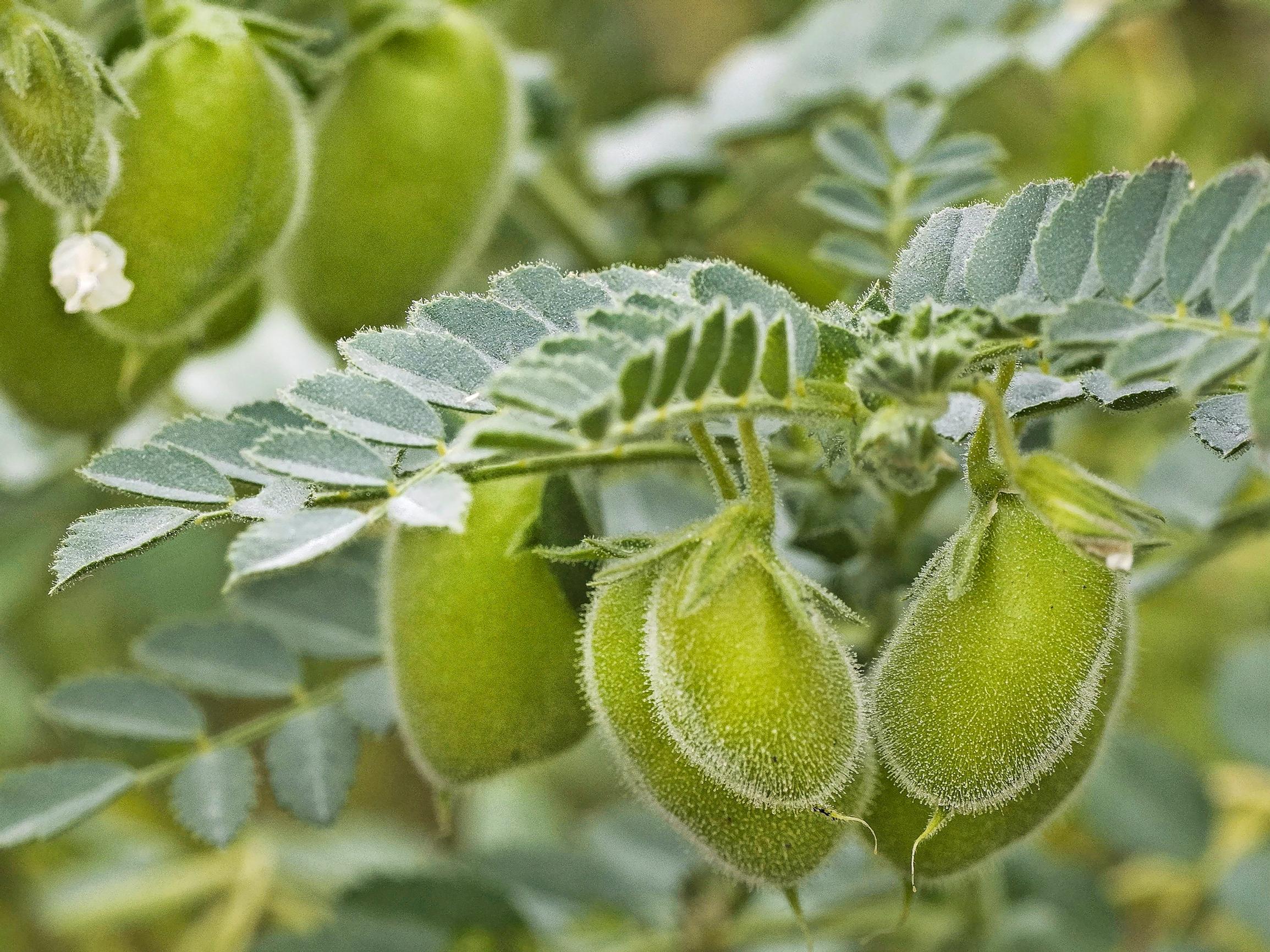 Try growing your own chickpeas! They’re especially juicy when harvested while still immature