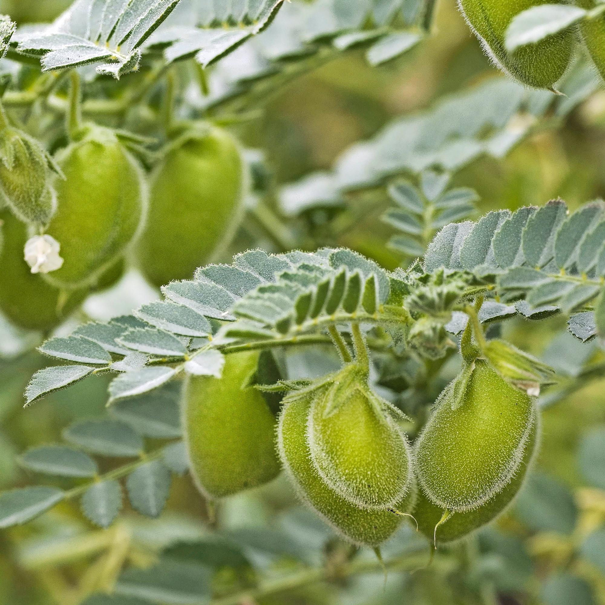Try growing your own chickpeas! They’re especially juicy when harvested while still immature