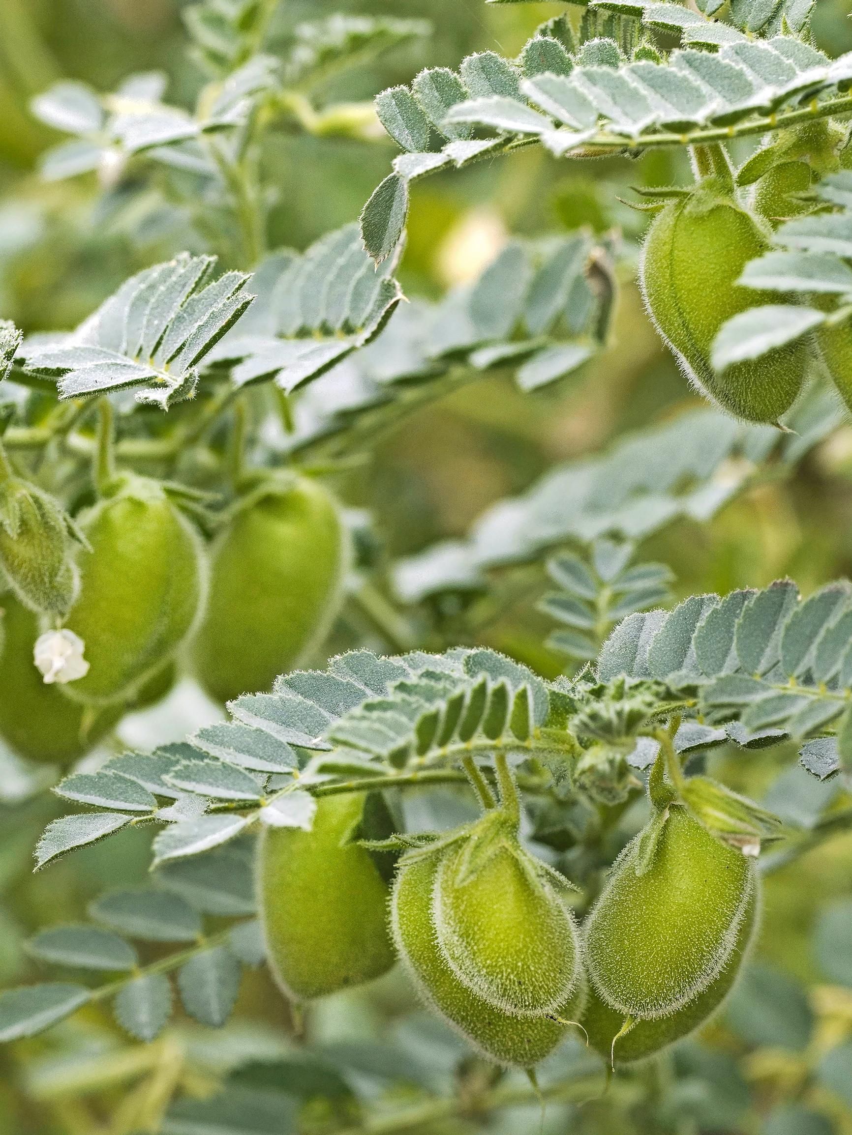 Try growing your own chickpeas! They’re especially juicy when harvested while still immature