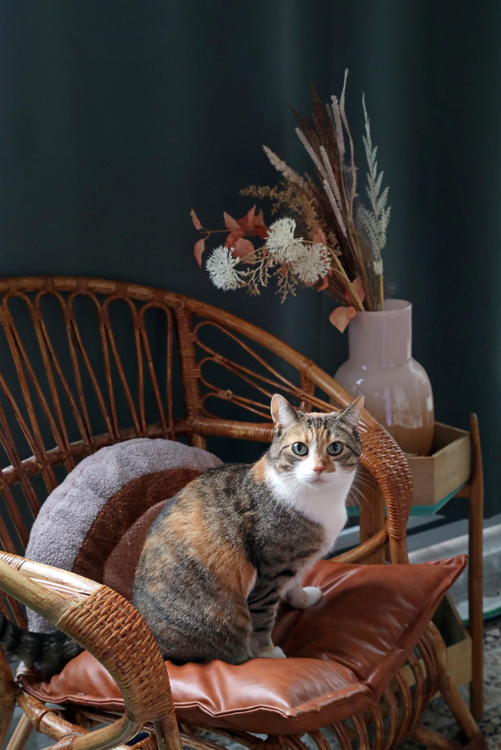 Cat sitting on a rattan chair