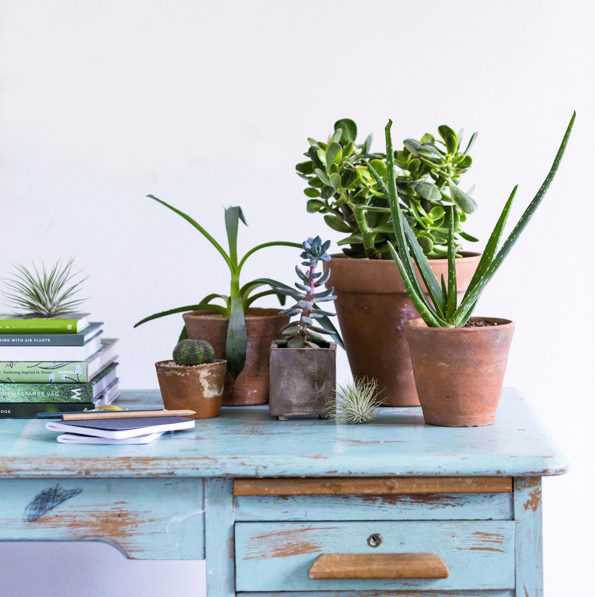 Houseplants wilting and rotting again? Try these 8 low-maintenance plants that even a brown thumb can handle