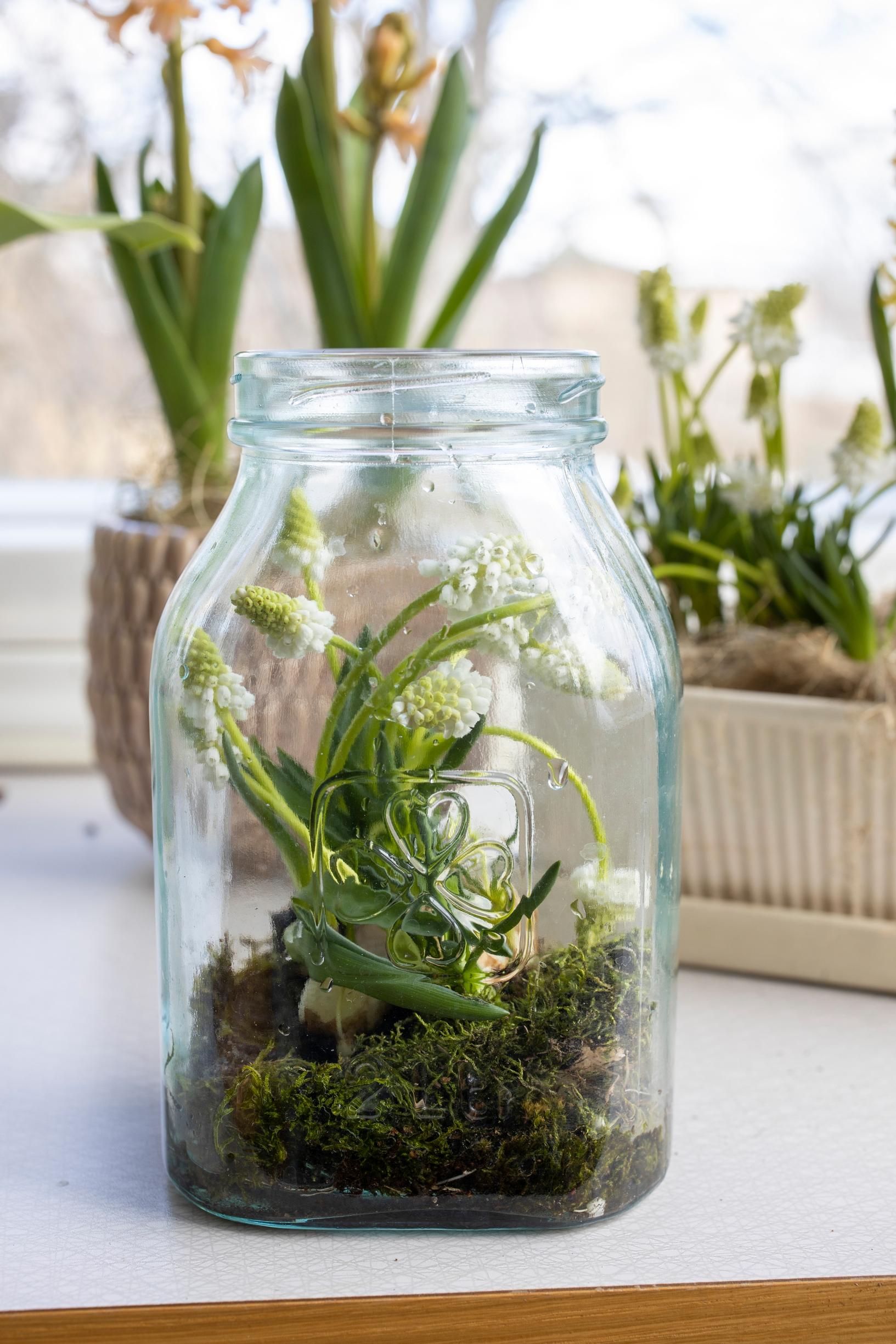 Grape hyacinths planted in a glass jar