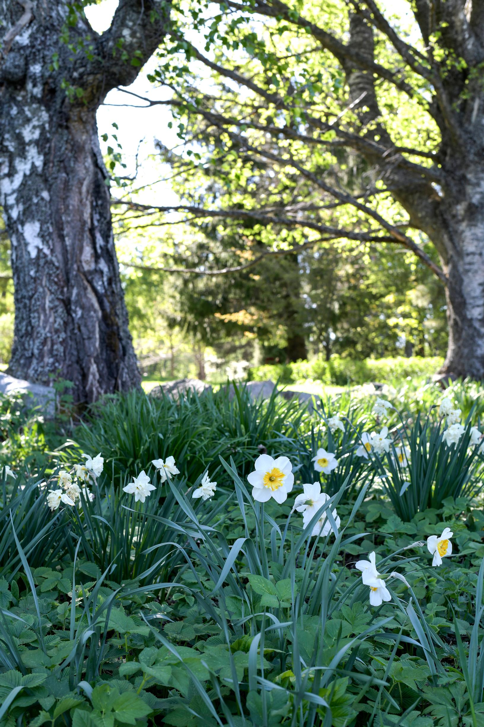 Daffodils under the birch