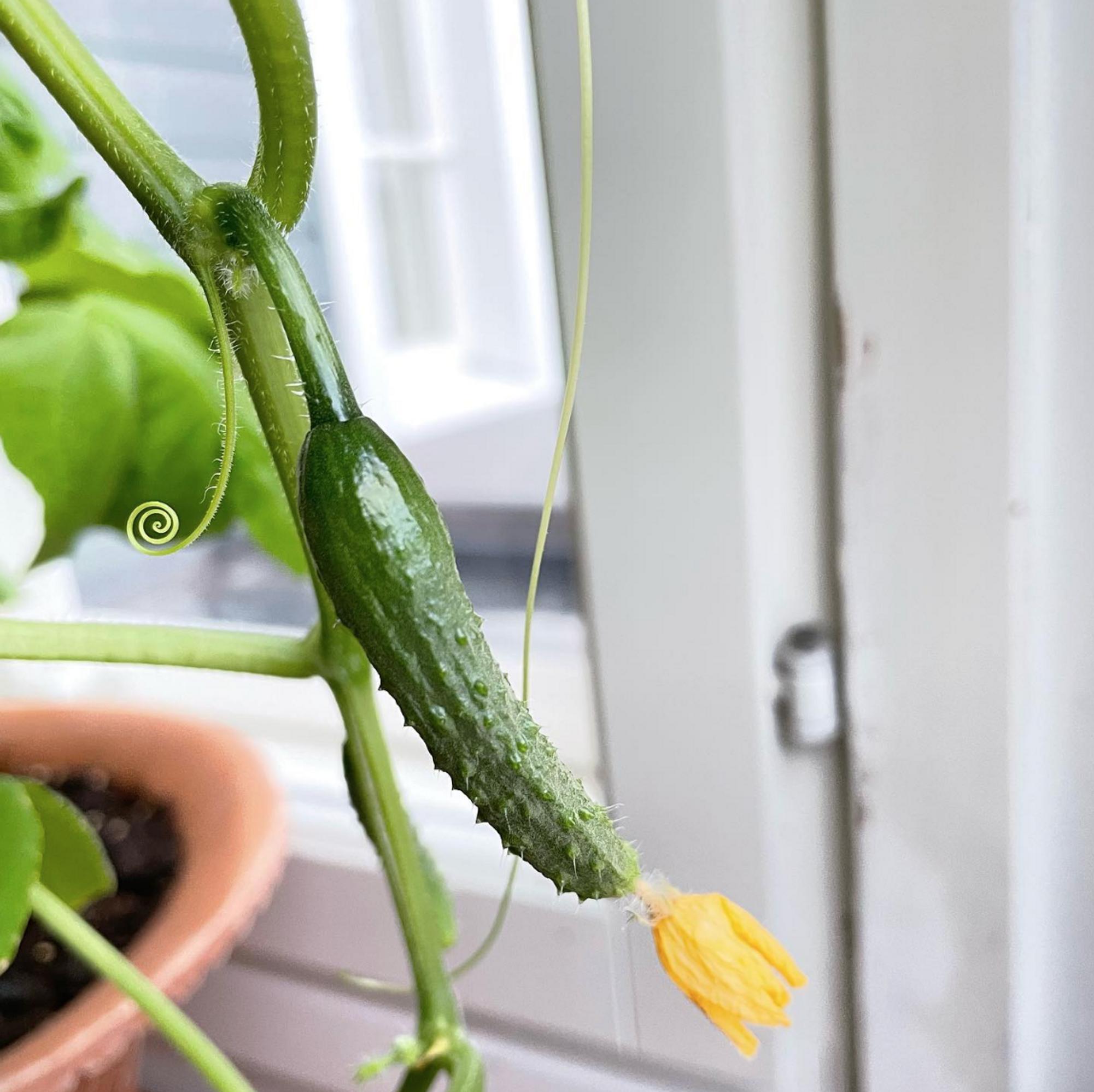 Leonna’s window cucumber harvest