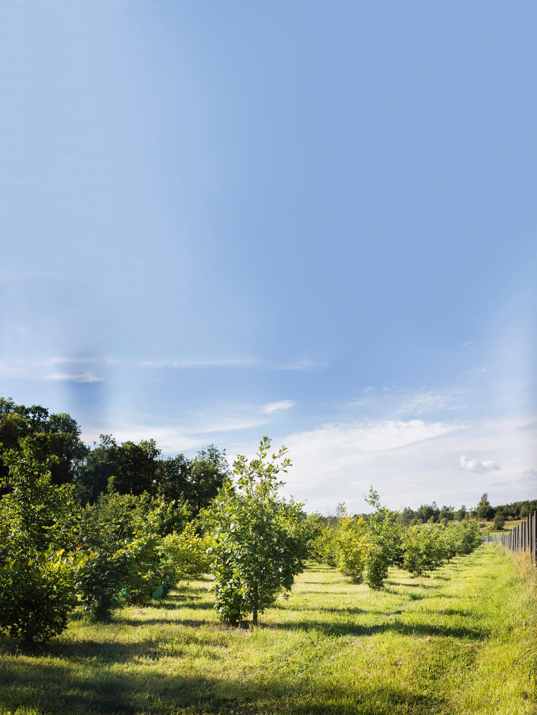 Qvidja’s truffle garden under the sun