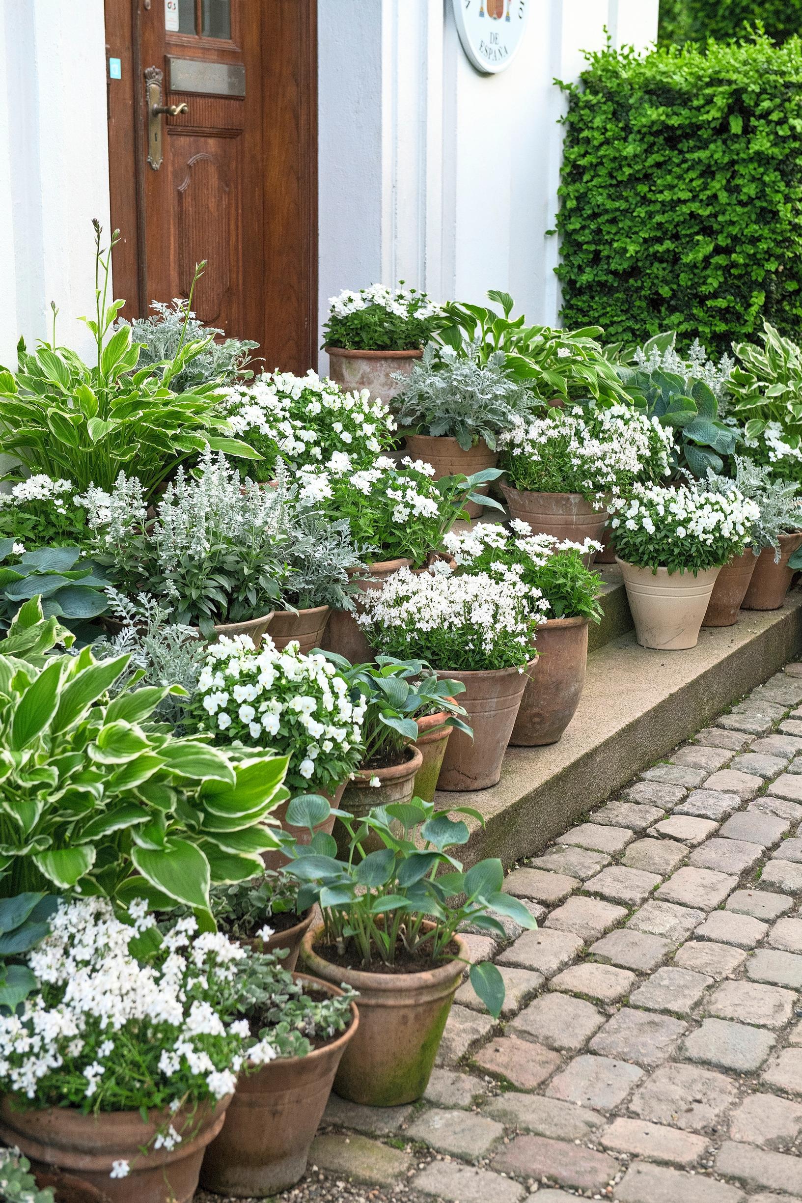 White summer flowers in Claus Dalby’s container garden