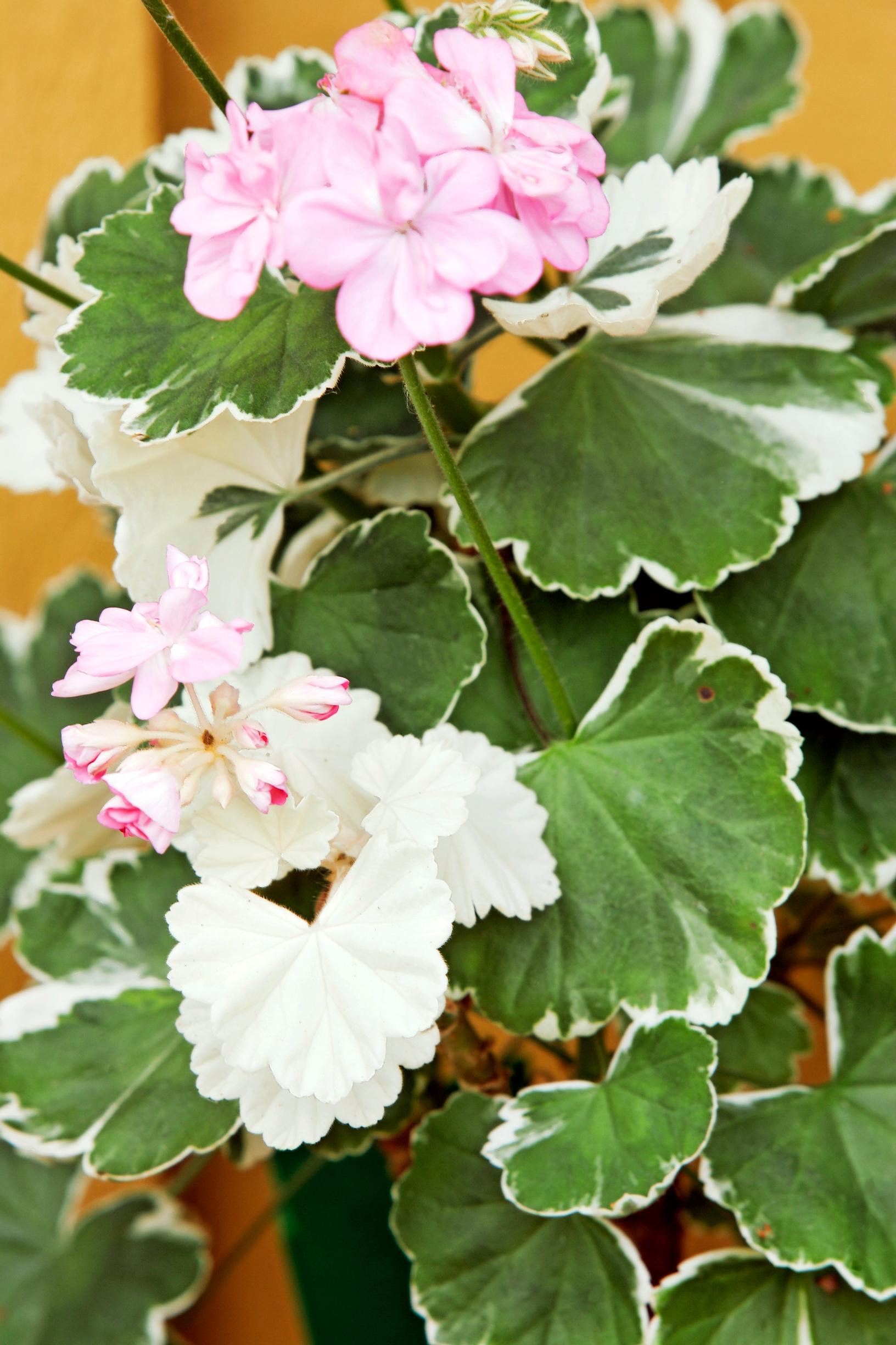 Decorative pelargonium Kaisa Kallio