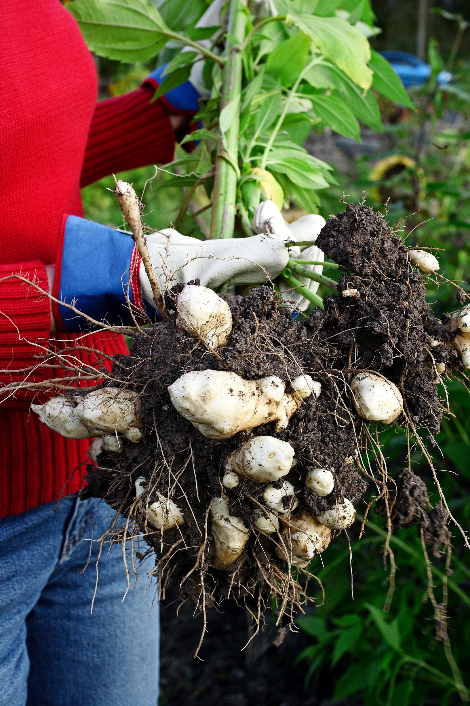Lifting jerusalem artichoke tubers from the soil