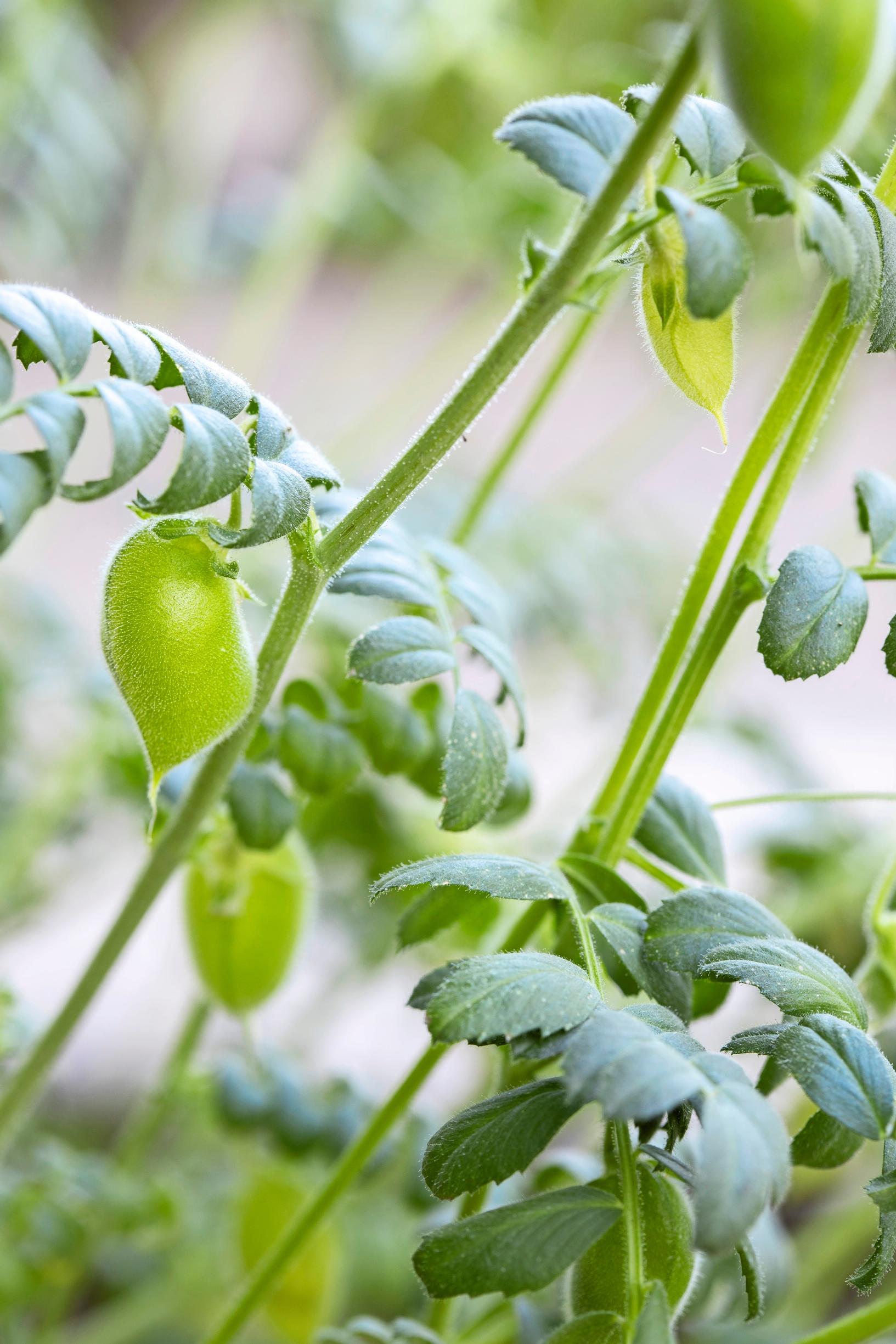 Fresh chickpeas must be cooked thoroughly.