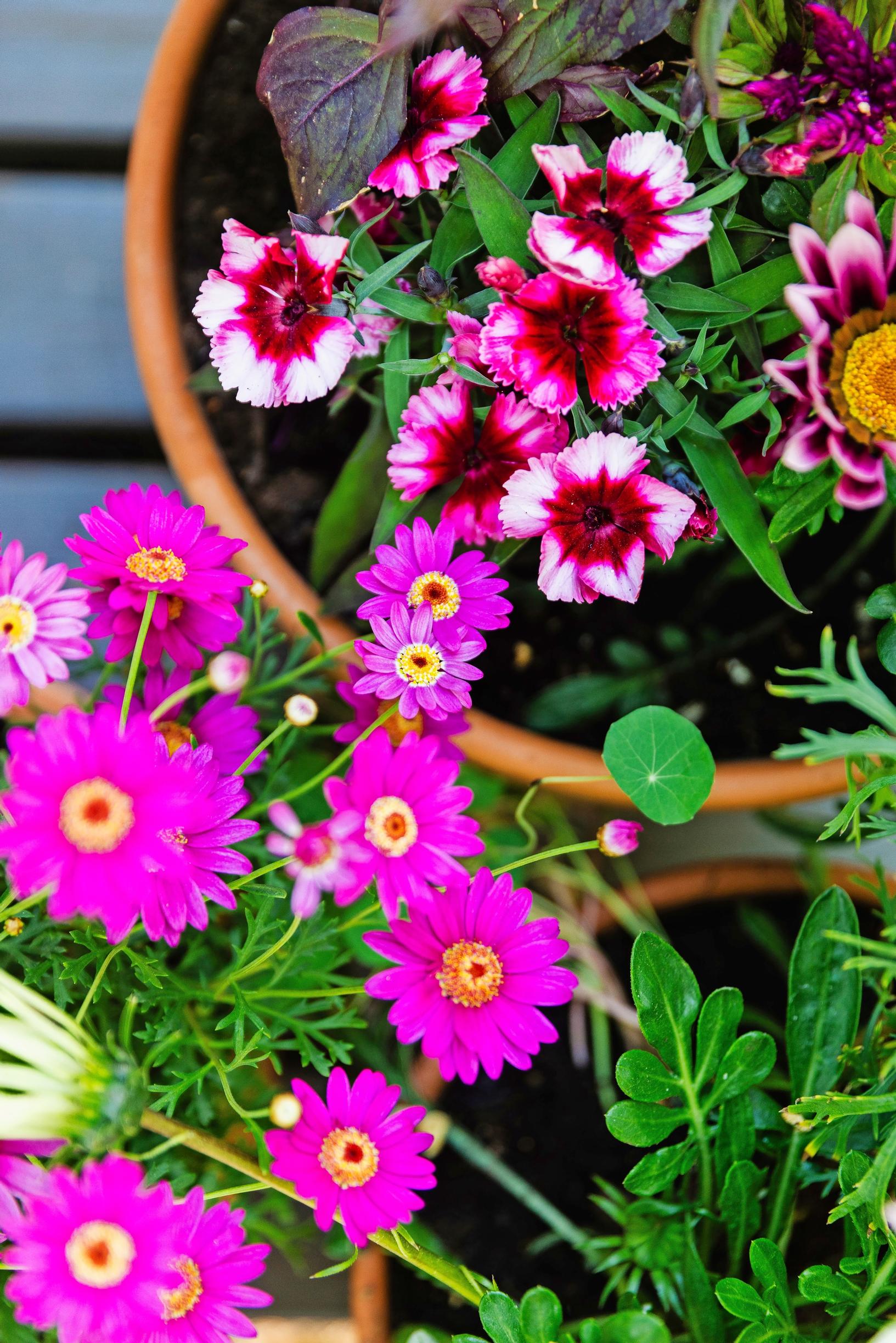 various pink flowers in pots