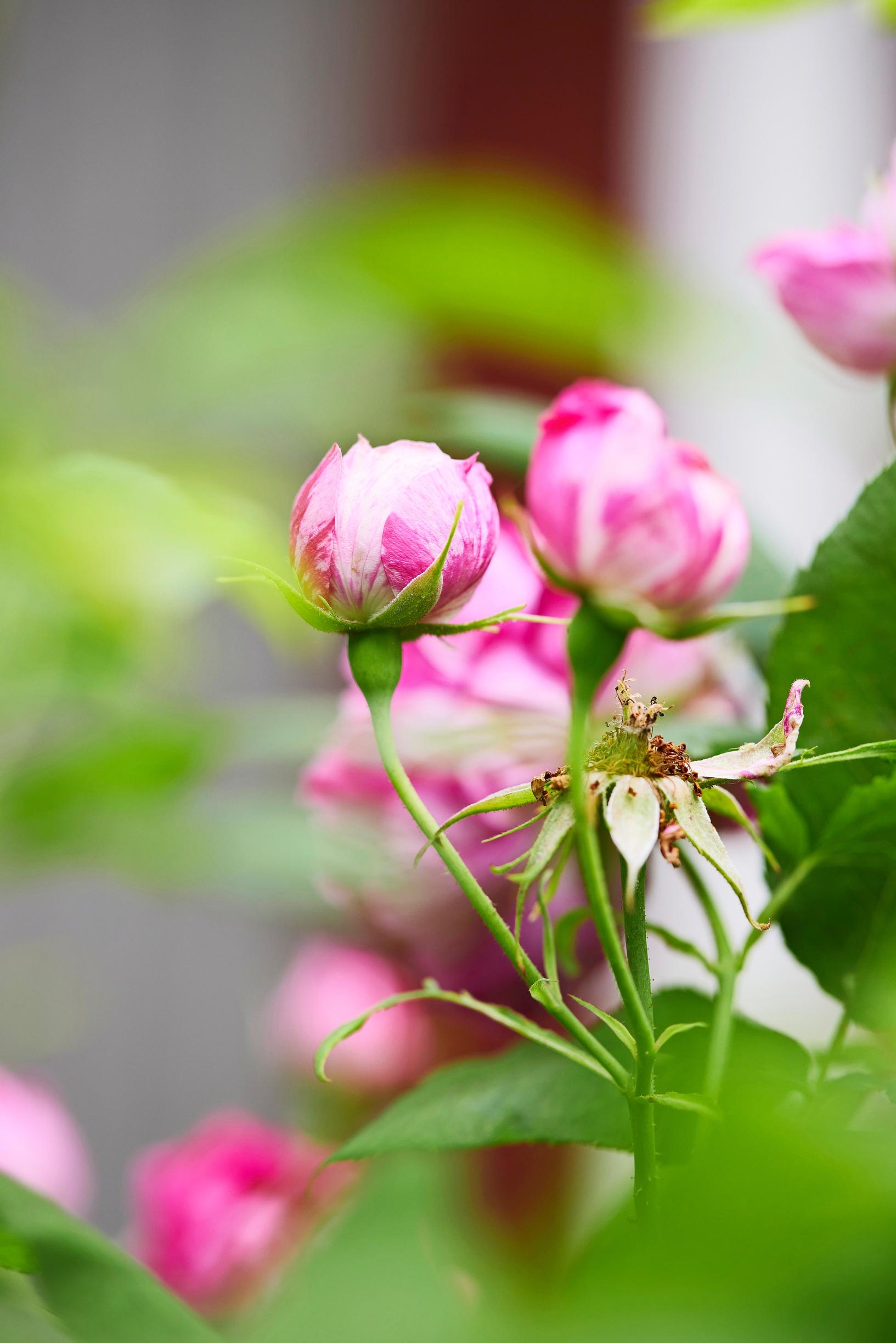 The variegated flowers of the ‘Variegata di Bologna’ Bourbon rose are fragrant.