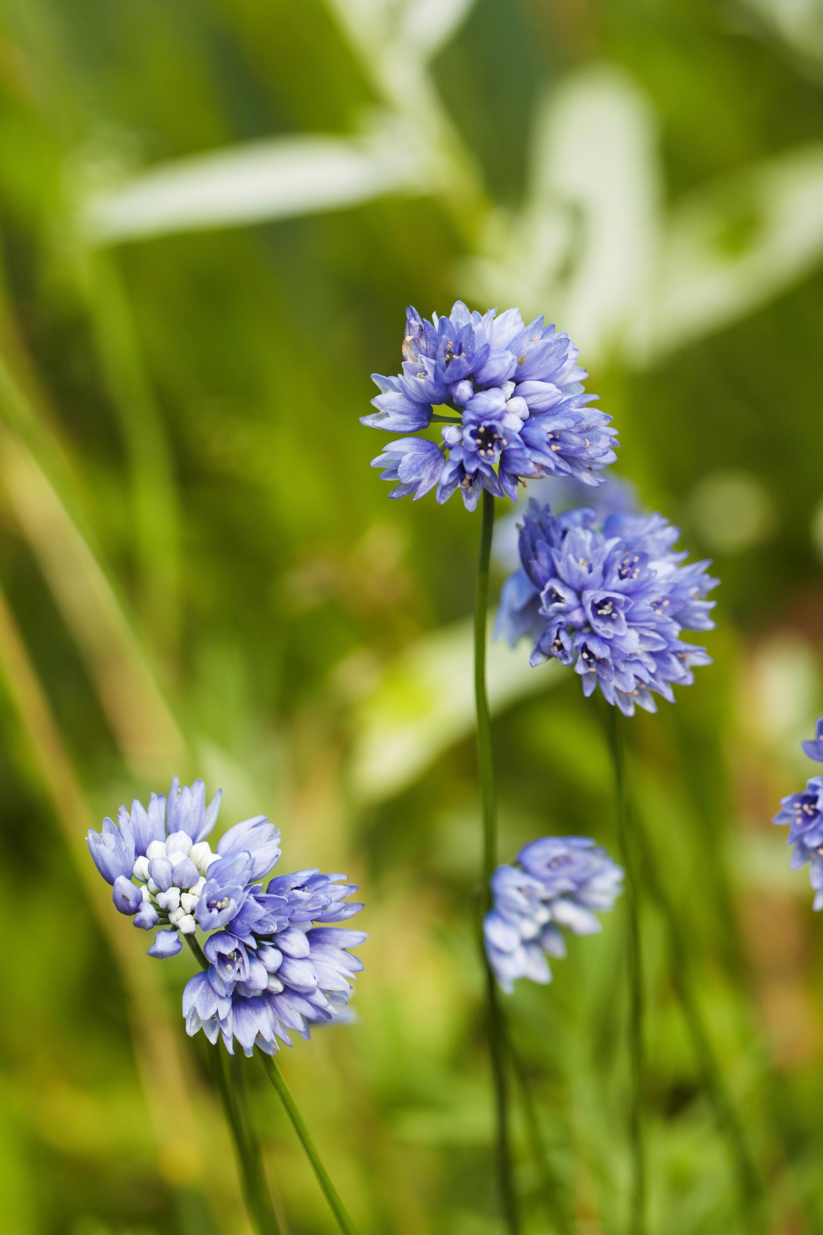 himalayan allium
