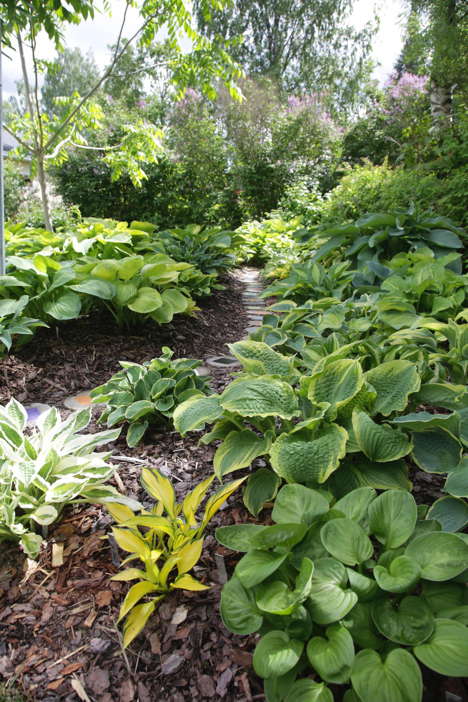 How to grow hosta: Hosta plant adding color and lushness to the garden